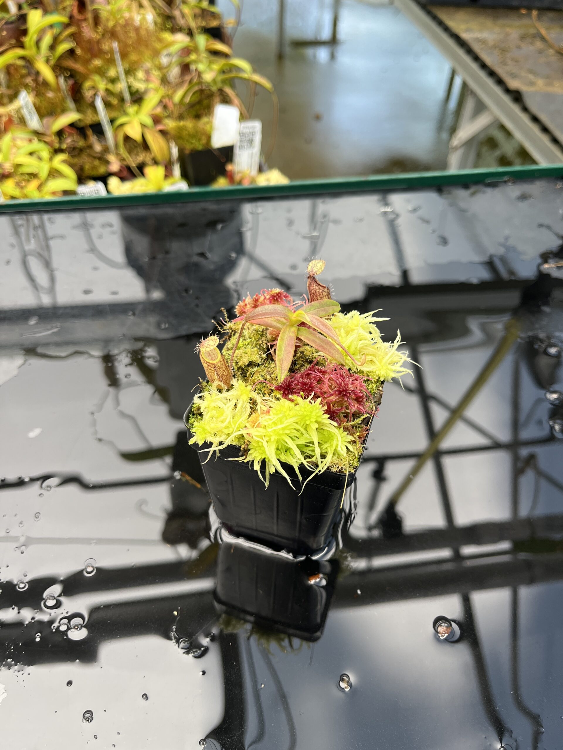 Wide Angle of Nepenthes nigra | Borneo Exotics | BE-4607 | H25838