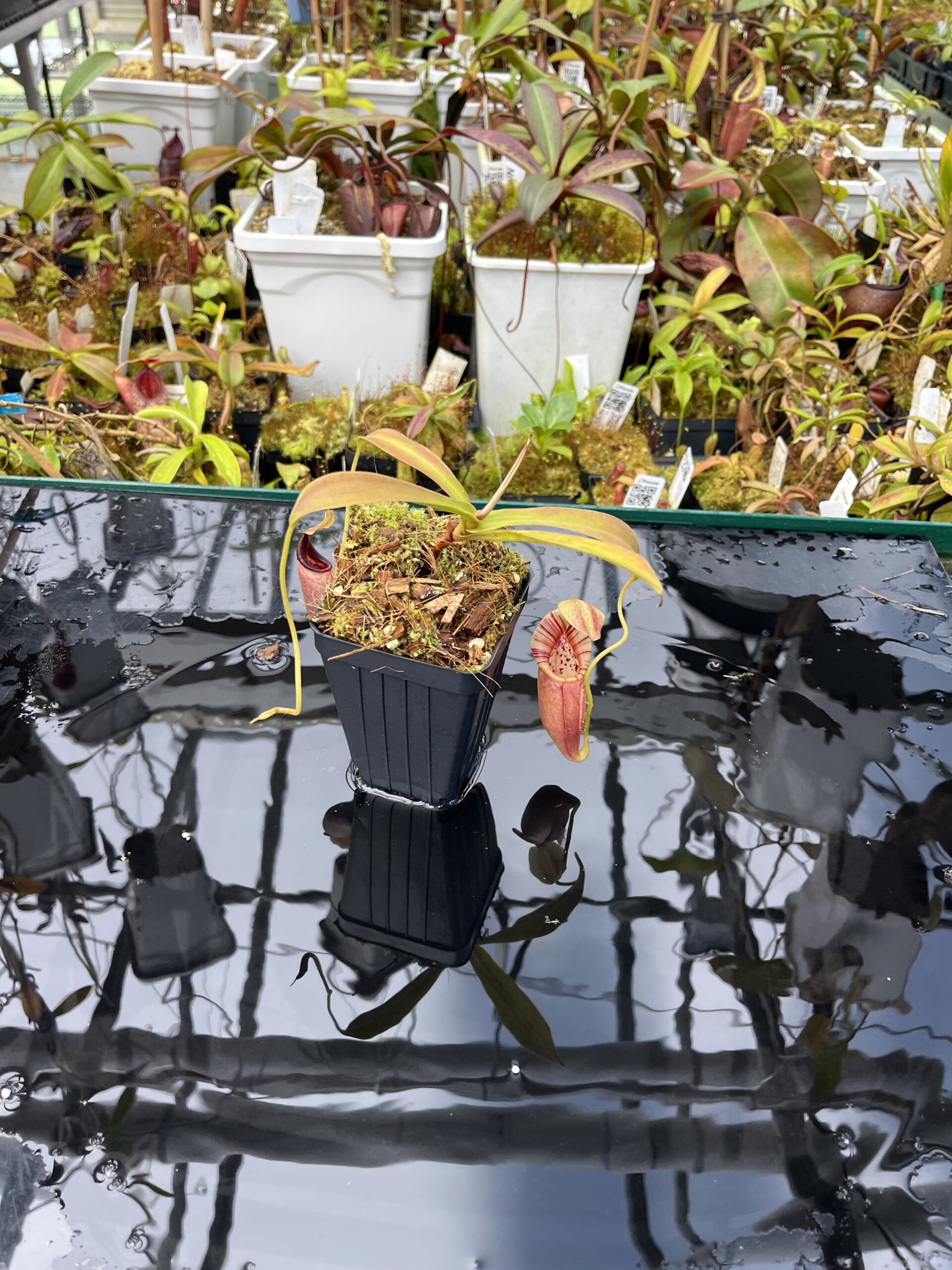 Wide Angle of Nepenthes ovata | Borneo Exotics | BE-3919 | H25824