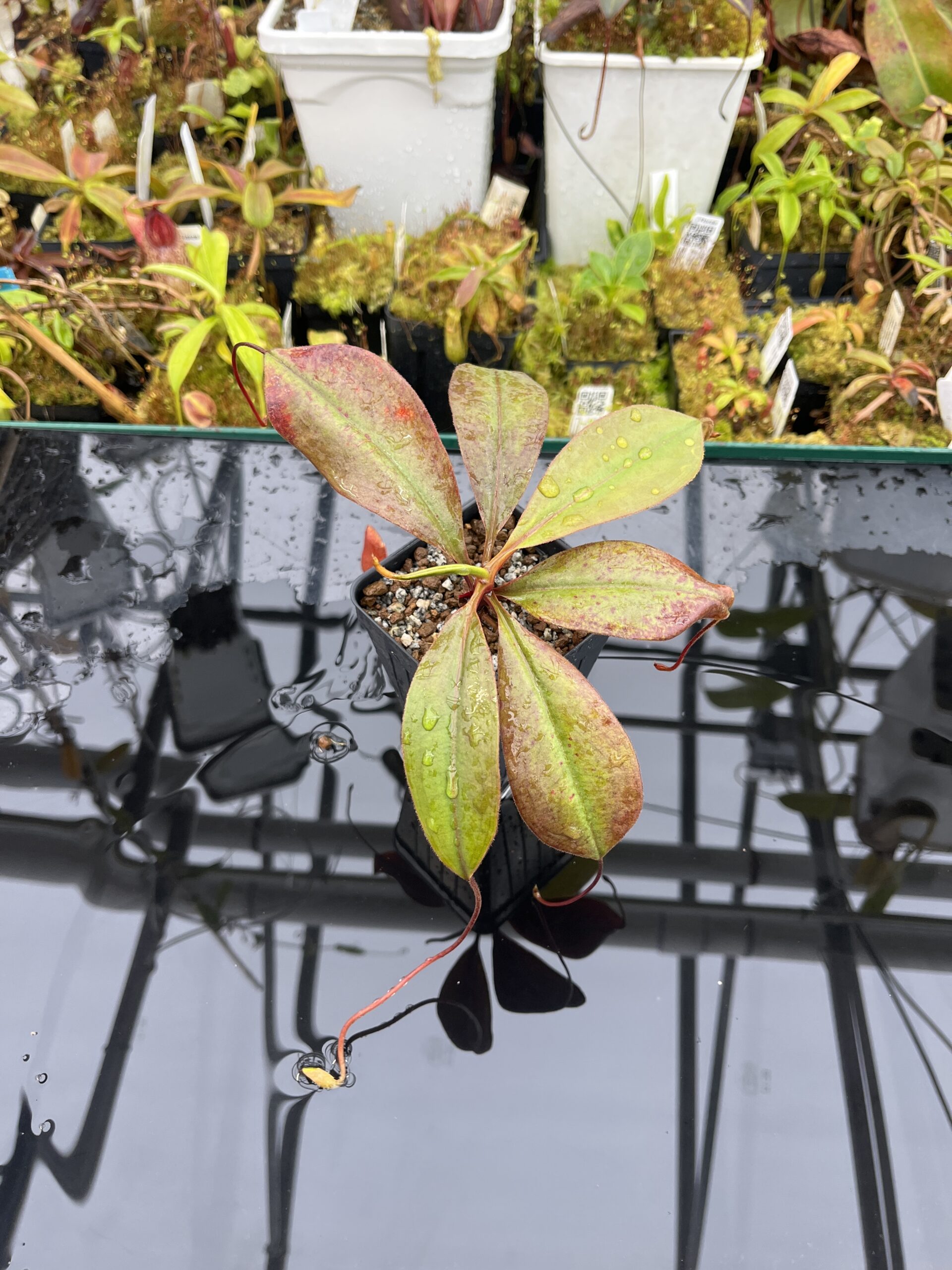Wide Angle of Nepenthes palawanensis | Borneo Exotics | BE-3651 | IN25758