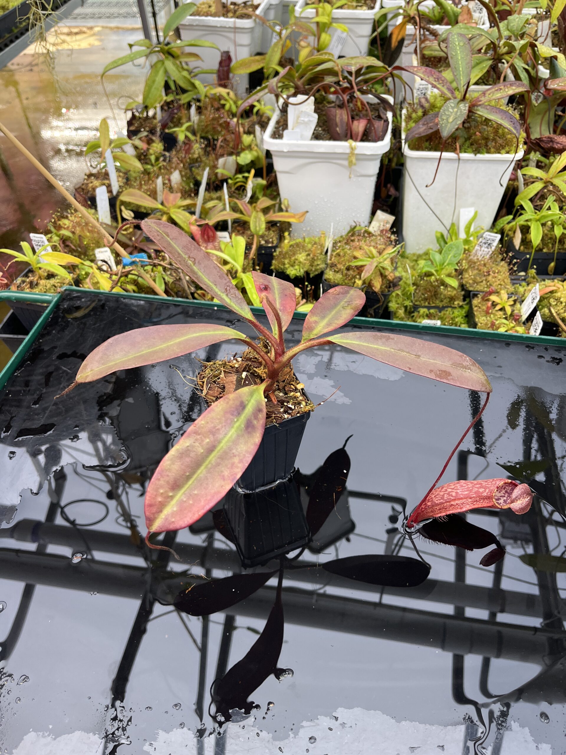 Wide Angle of Nepenthes peltata | Borneo Exotics | BE-4613 | IN25719