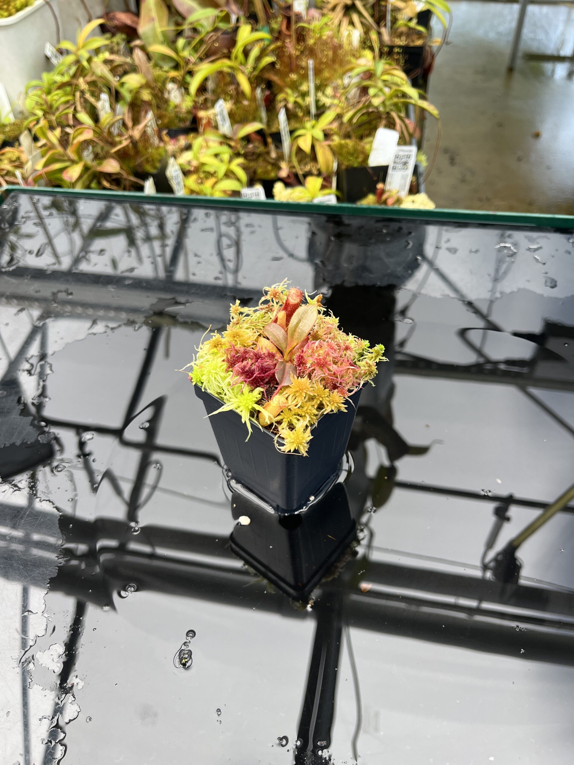 Wide Angle of Nepenthes peltata x edwardsiana | Andreas Wistuba | AW-01 | IN25835