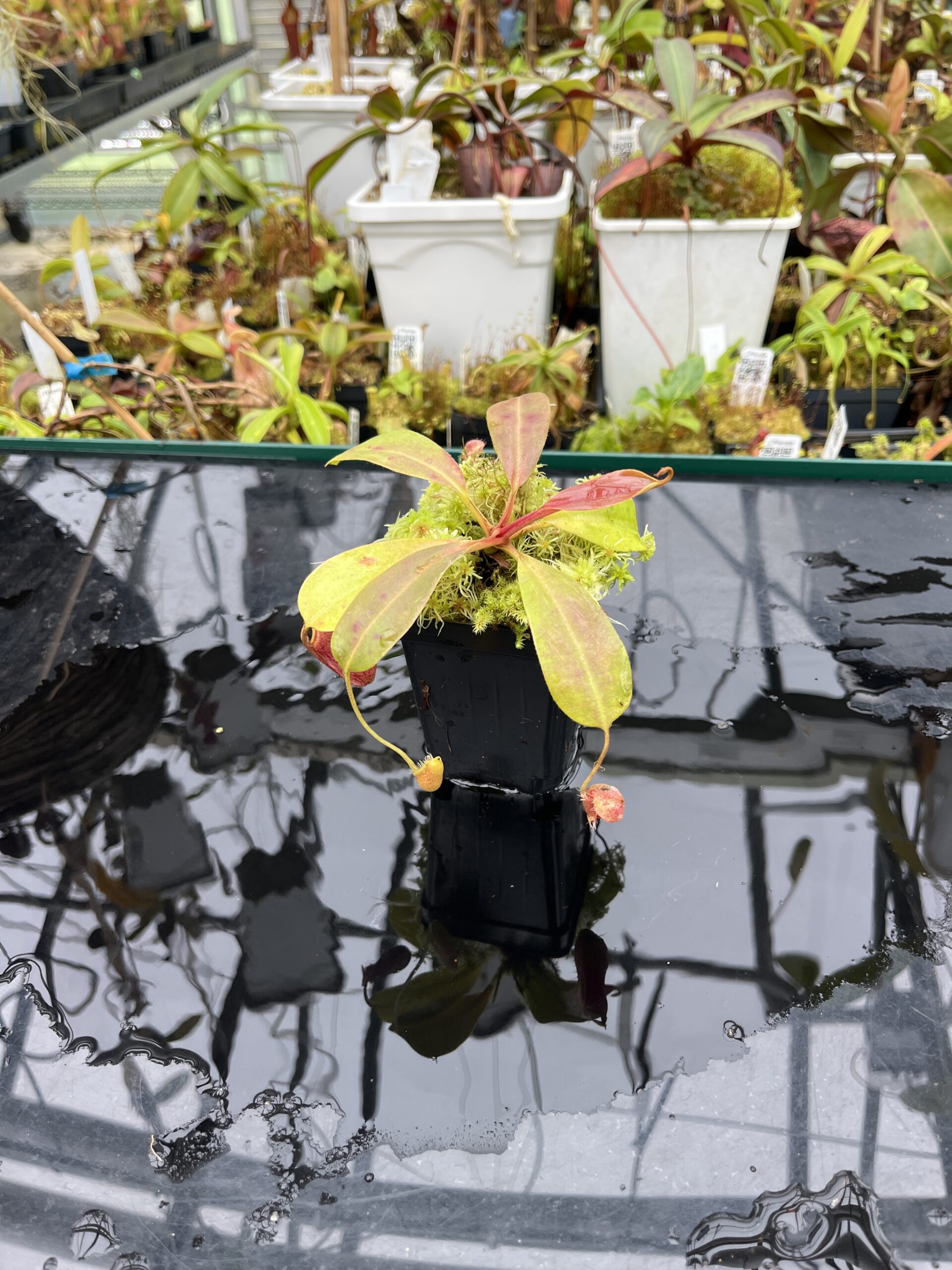 Wide Angle of Nepenthes peltata x ovata | Randomly selected from various clones (RSC) | Andreas Wistuba | AW-Nx_peltXov.1 | IN25644
