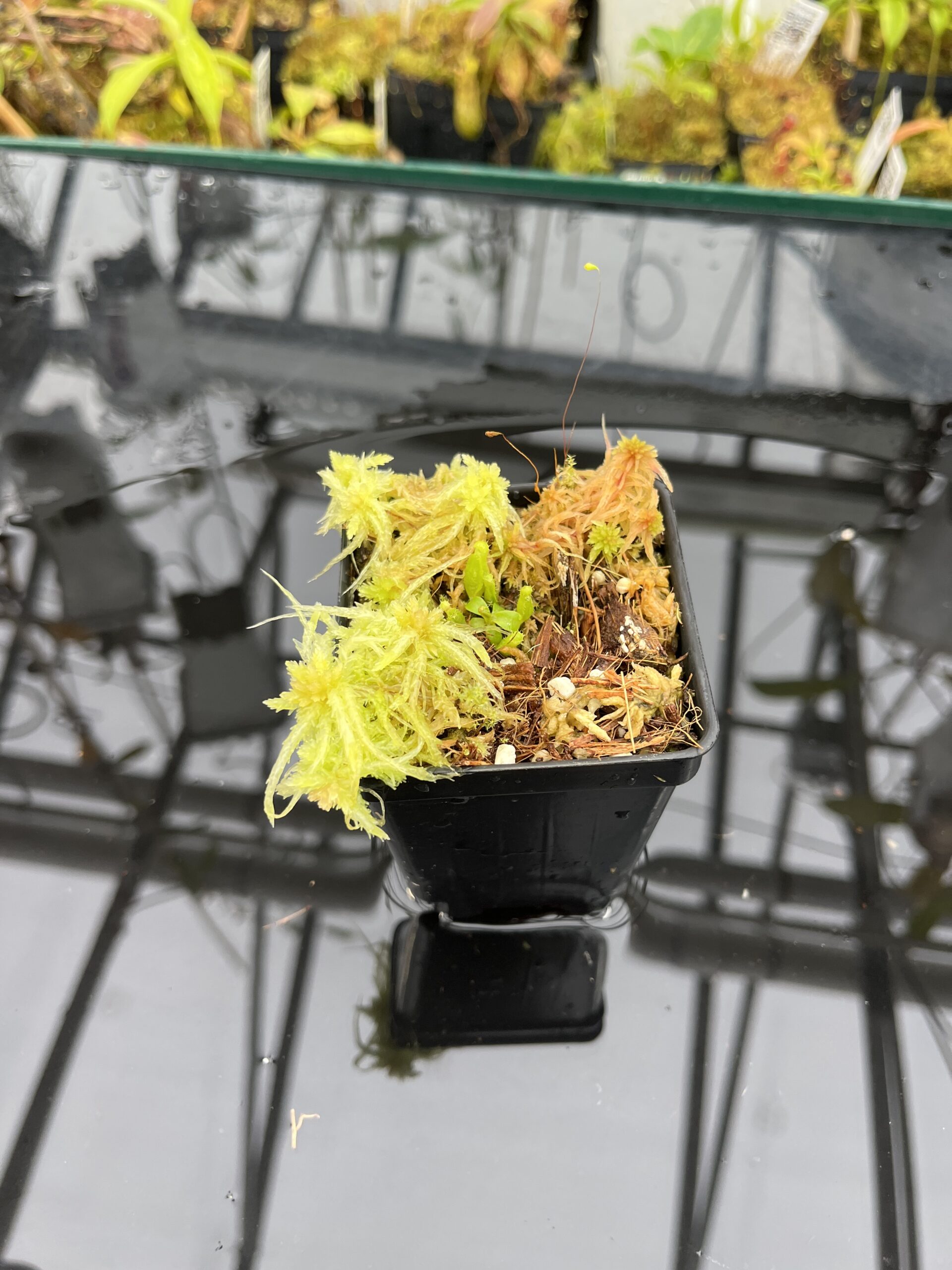 Wide Angle of Nepenthes peltata x villosa | Clone 2 | Jeremiah Harris | JH-449.02 | IN25769