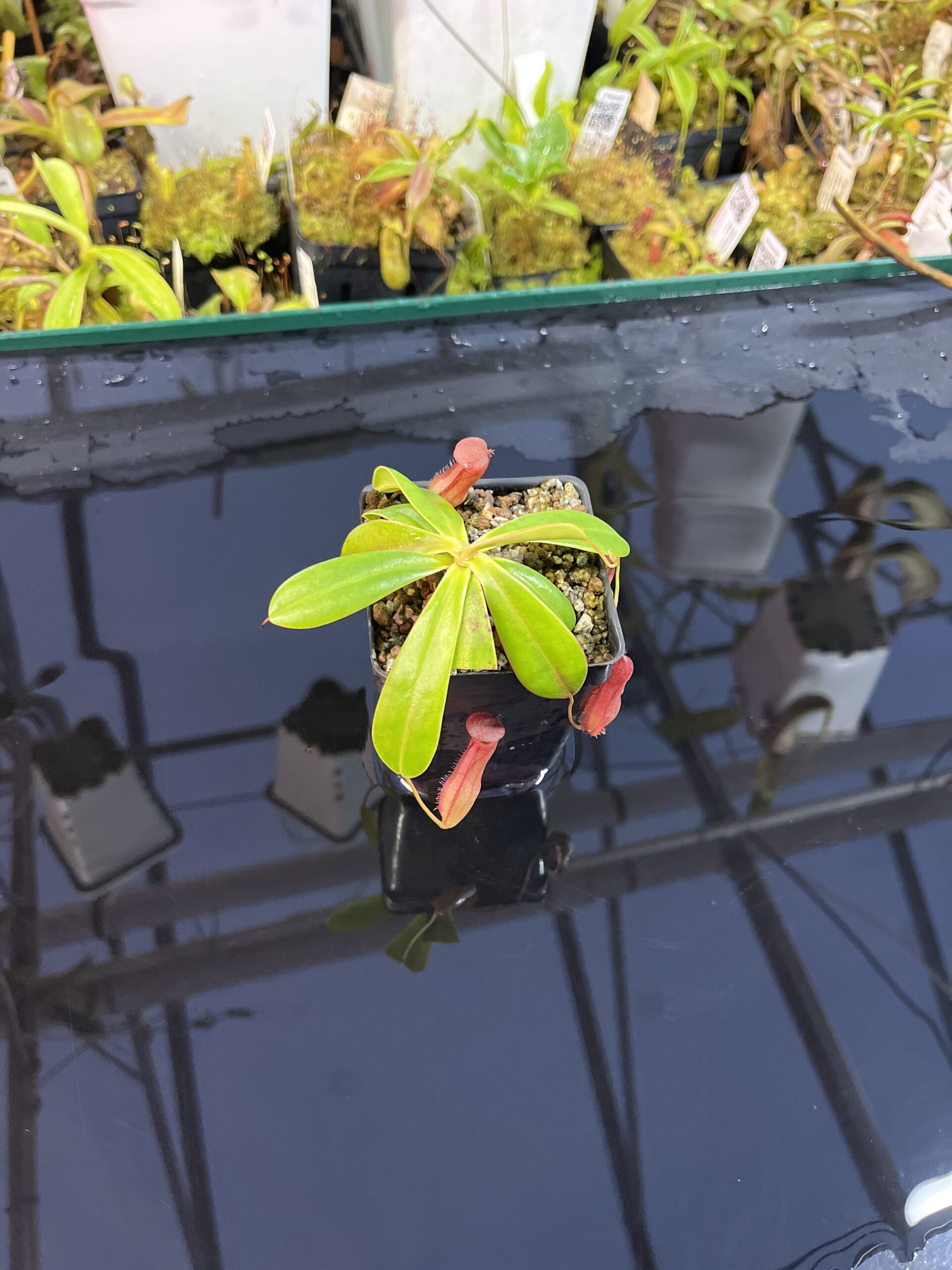 Wide Angle of Nepenthes pervillei (Tea Tavern, Seychelles) | Andreas Wistuba | AW-ISC | L25729