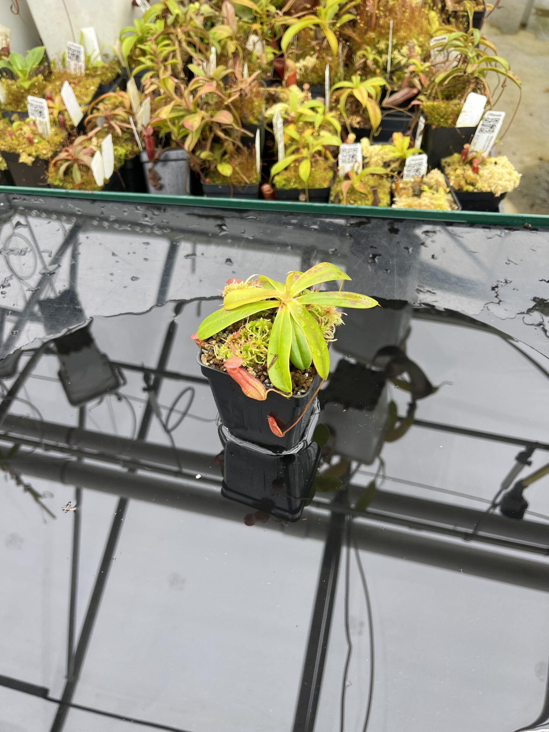Wide Angle of Nepenthes pervillei (Tea Tavern, Seychelles) | Andreas Wistuba | AW-ISC | L25853