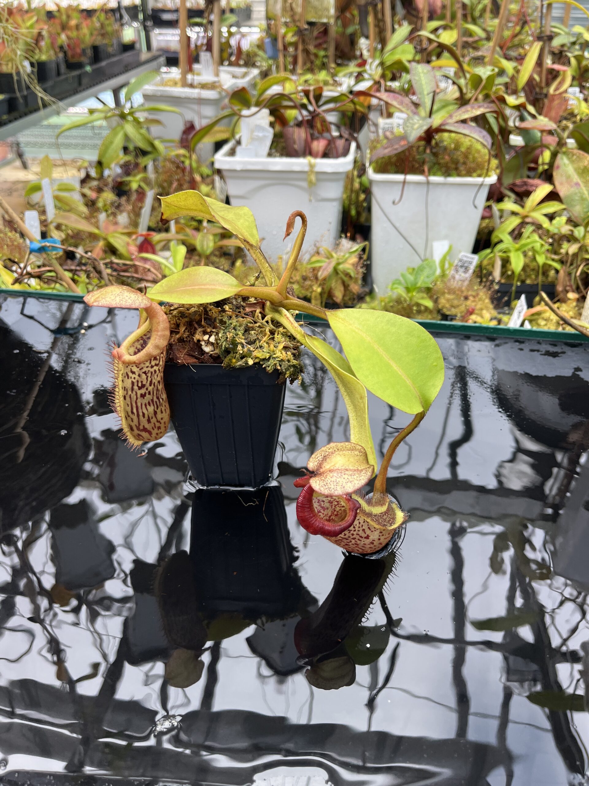 Wide Angle of Nepenthes platychila x robcantleyi | Borneo Exotics | BE-3946 | IN25718