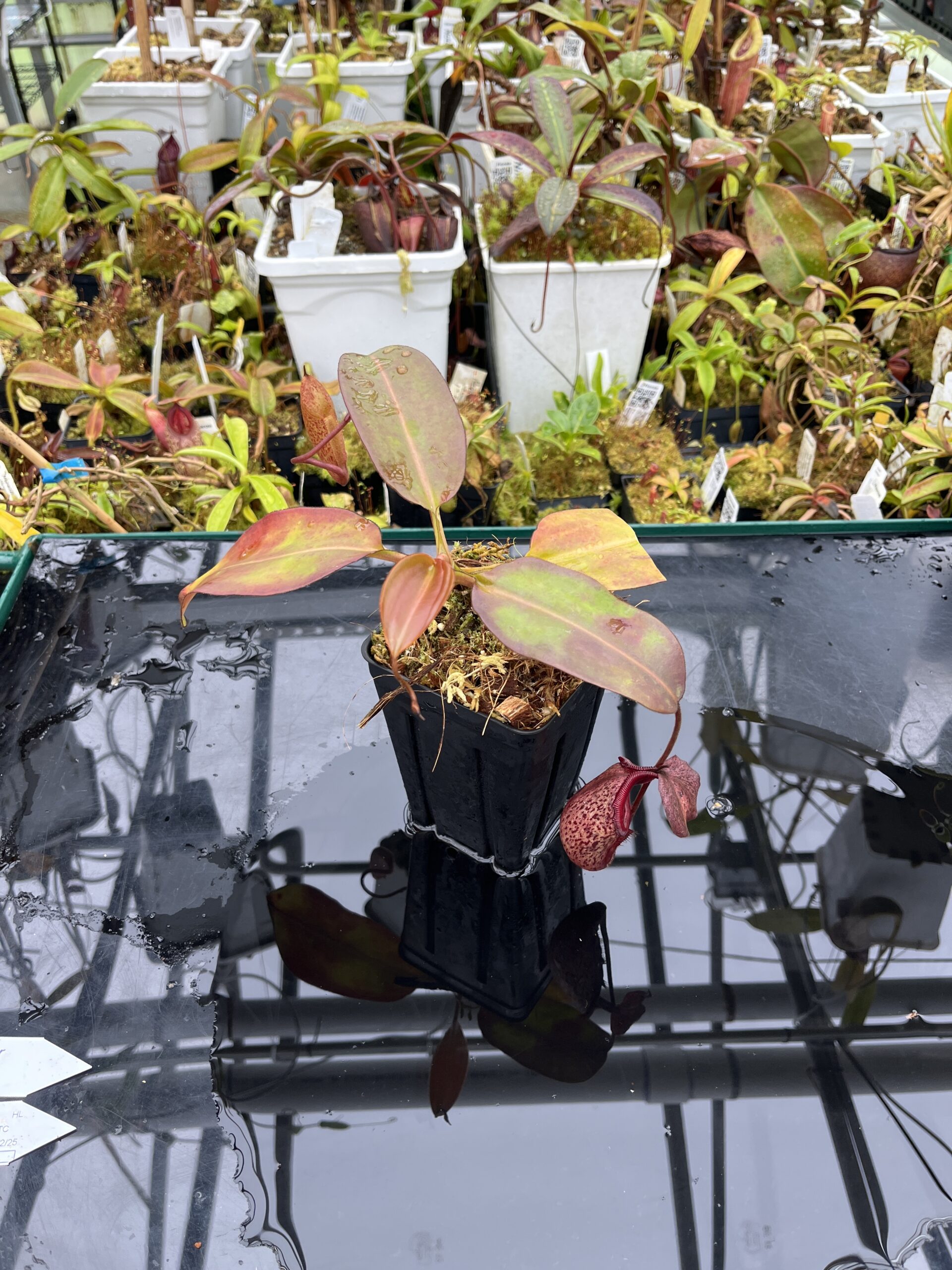 Wide Angle of Nepenthes rajah x burbidgeae | Borneo Exotics | BE-4657 | H25778