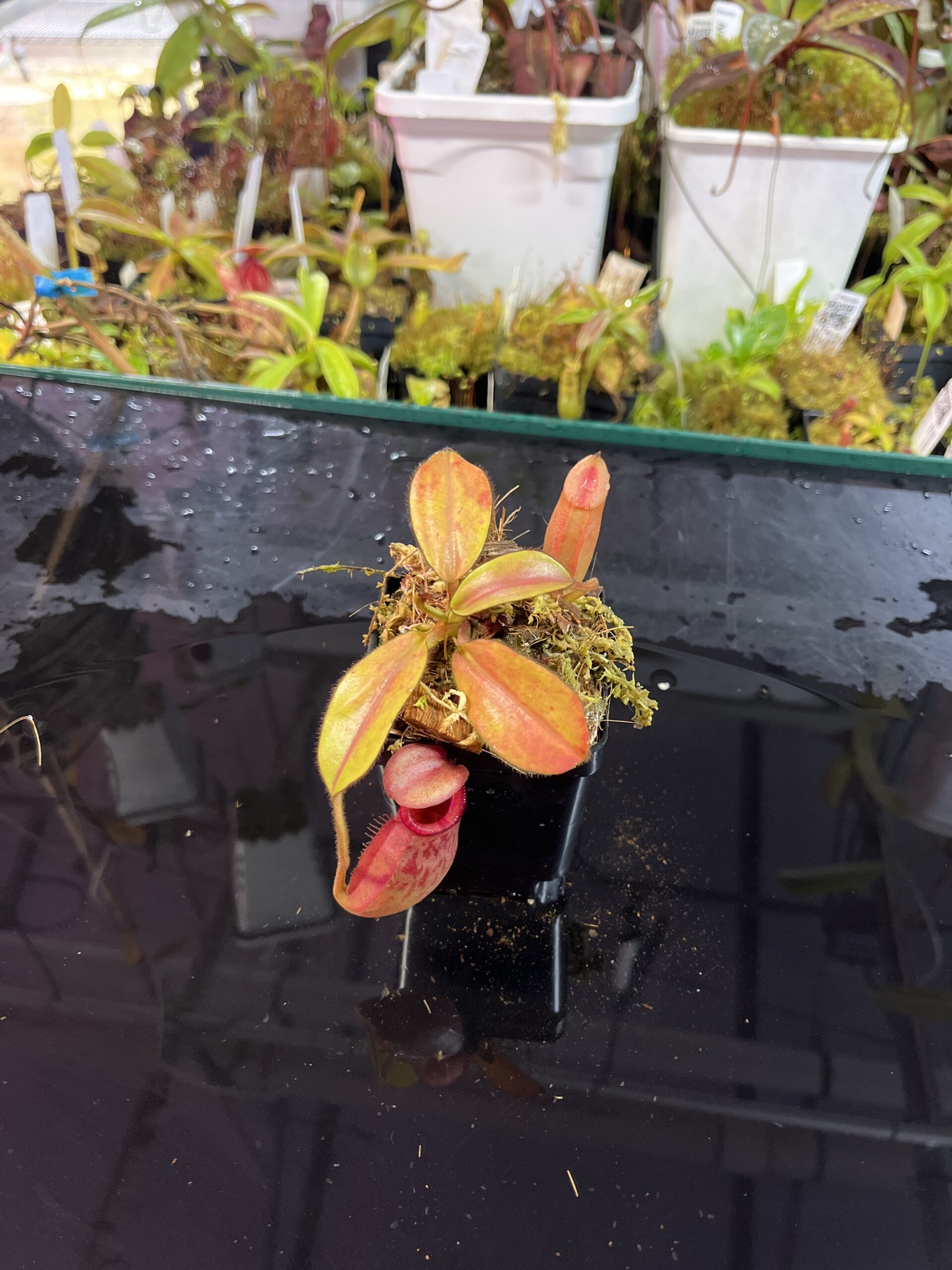Wide Angle of Nepenthes rajah x veitchii | Borneo Exotics | BE-3730 | H25738