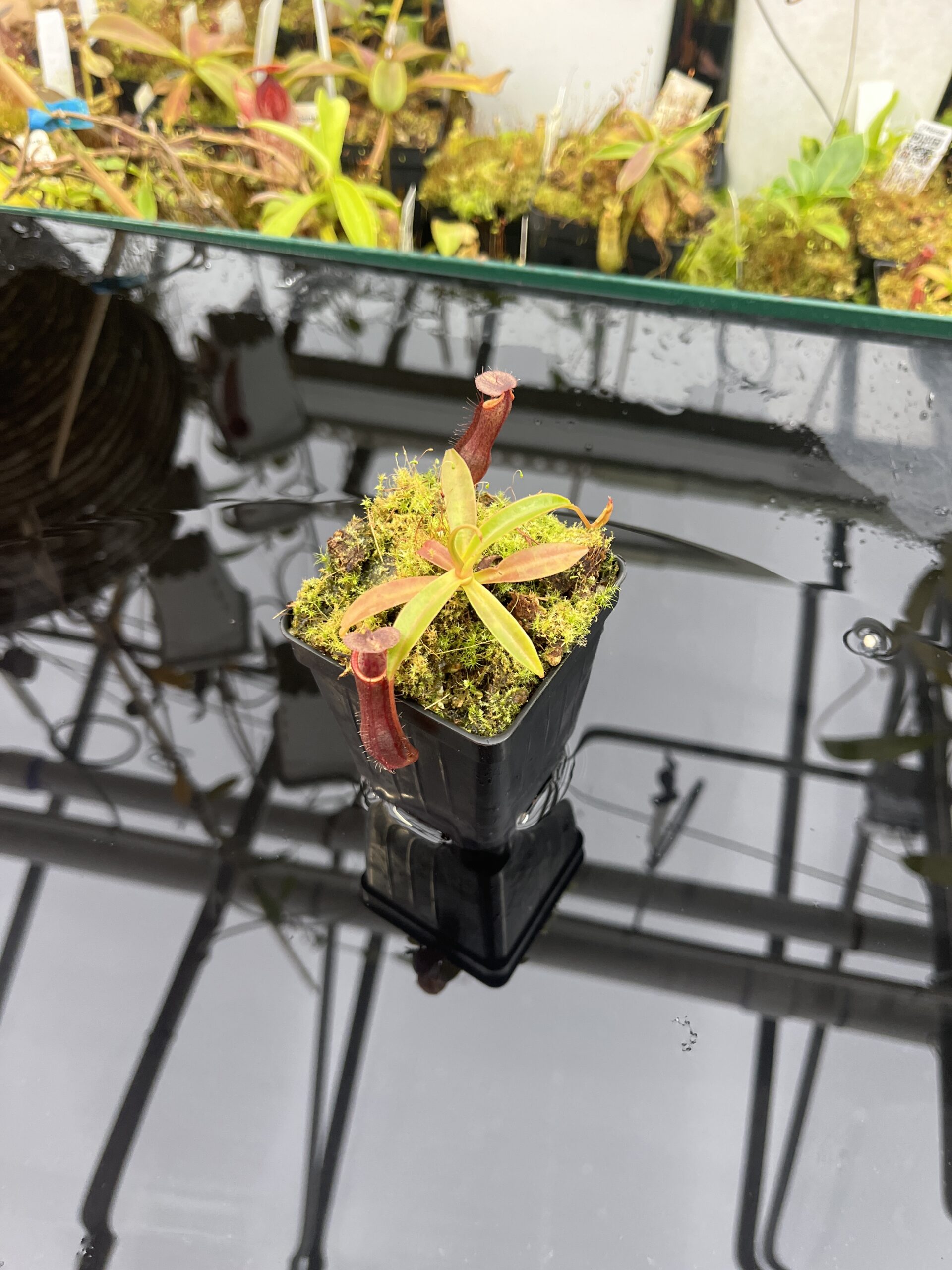 Wide Angle of Nepenthes ramispina x singalana | Borneo Exotics | BE-3829 | H25749