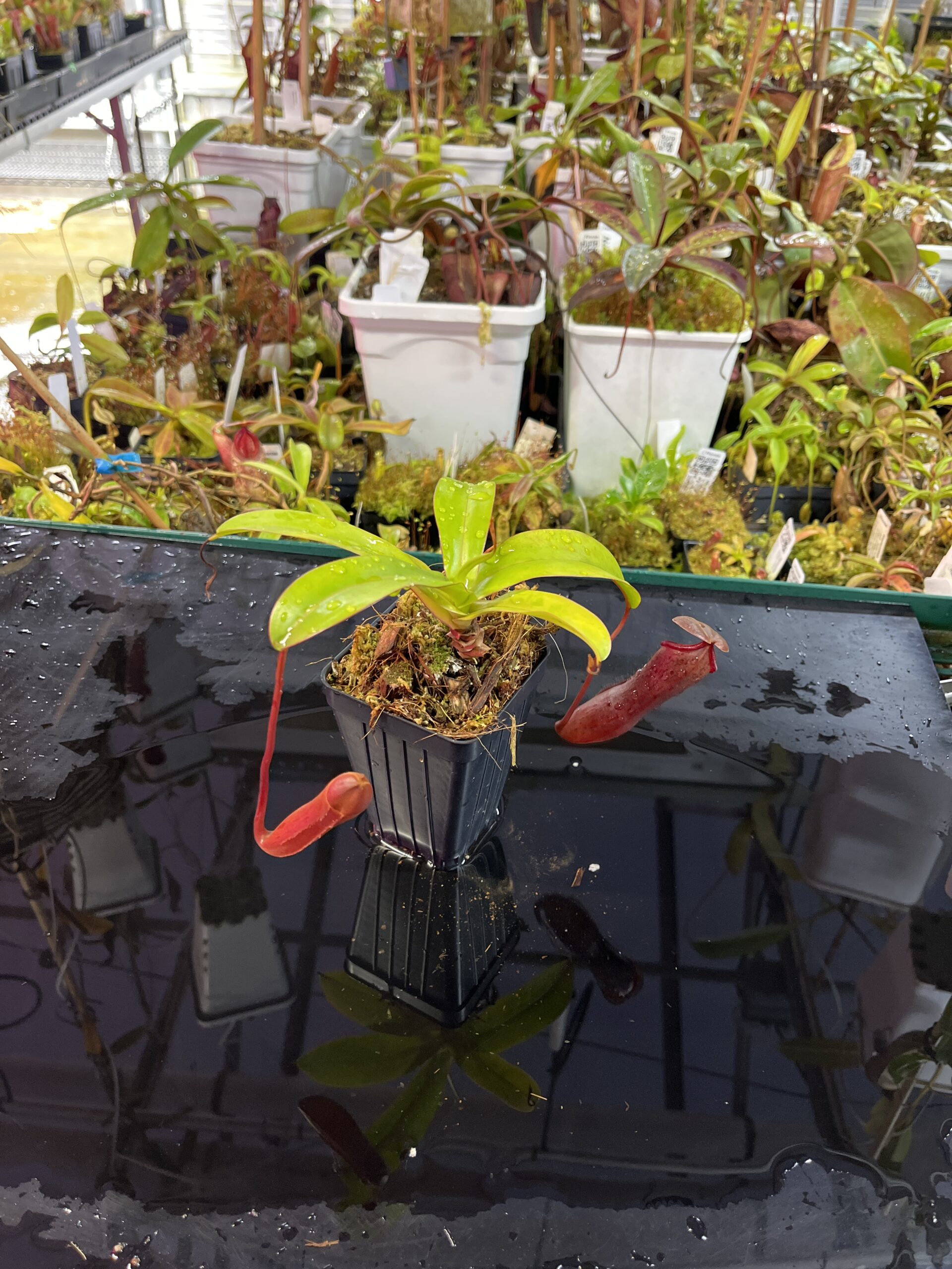 Wide Angle of Nepenthes ramispina x ventricosa | Borneo Exotics | BE-4537 | H25734