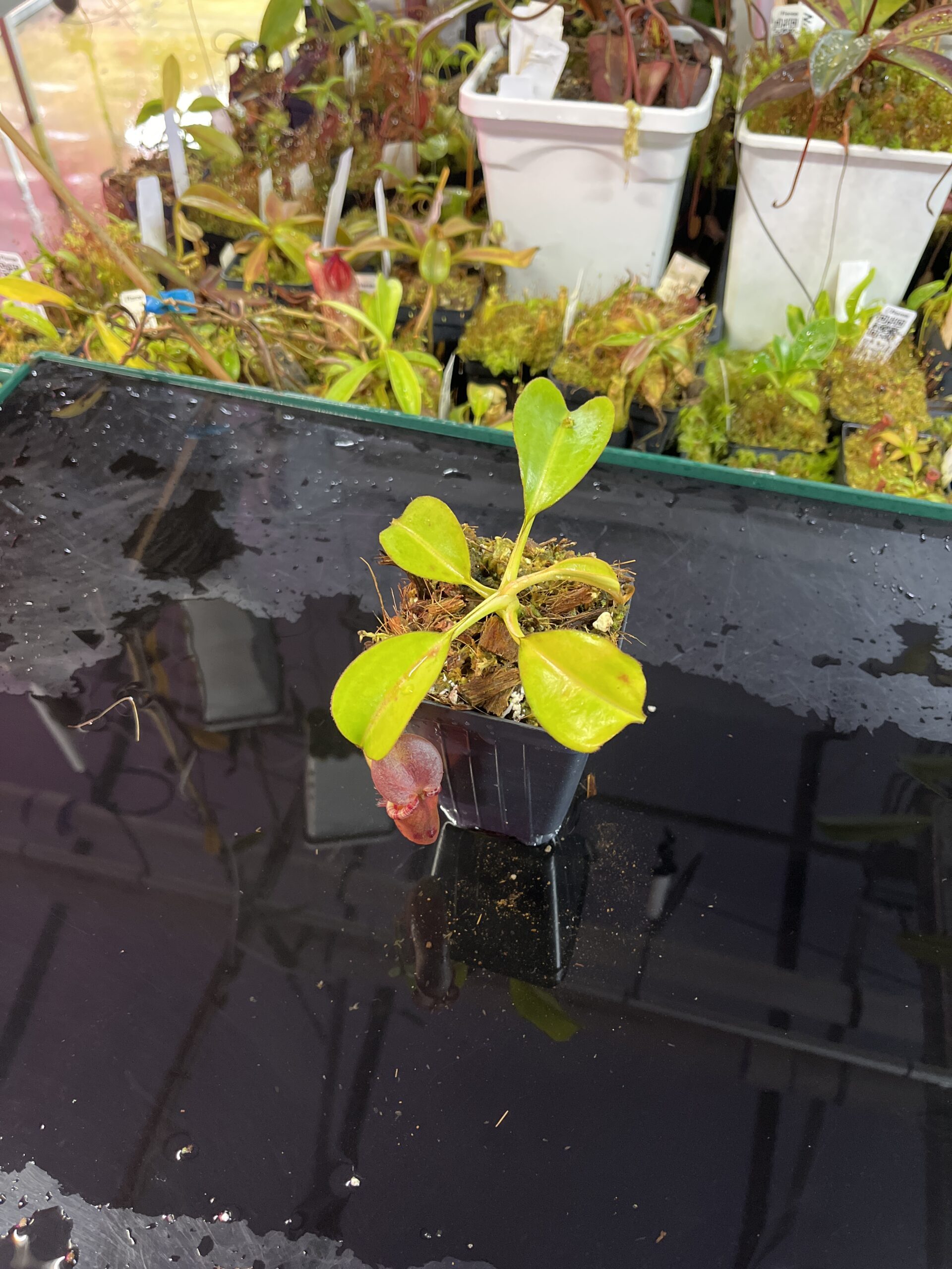 Wide Angle of Nepenthes robcantleyi x lowii | Andreas Wistuba | AW-(ISC) | H25737
