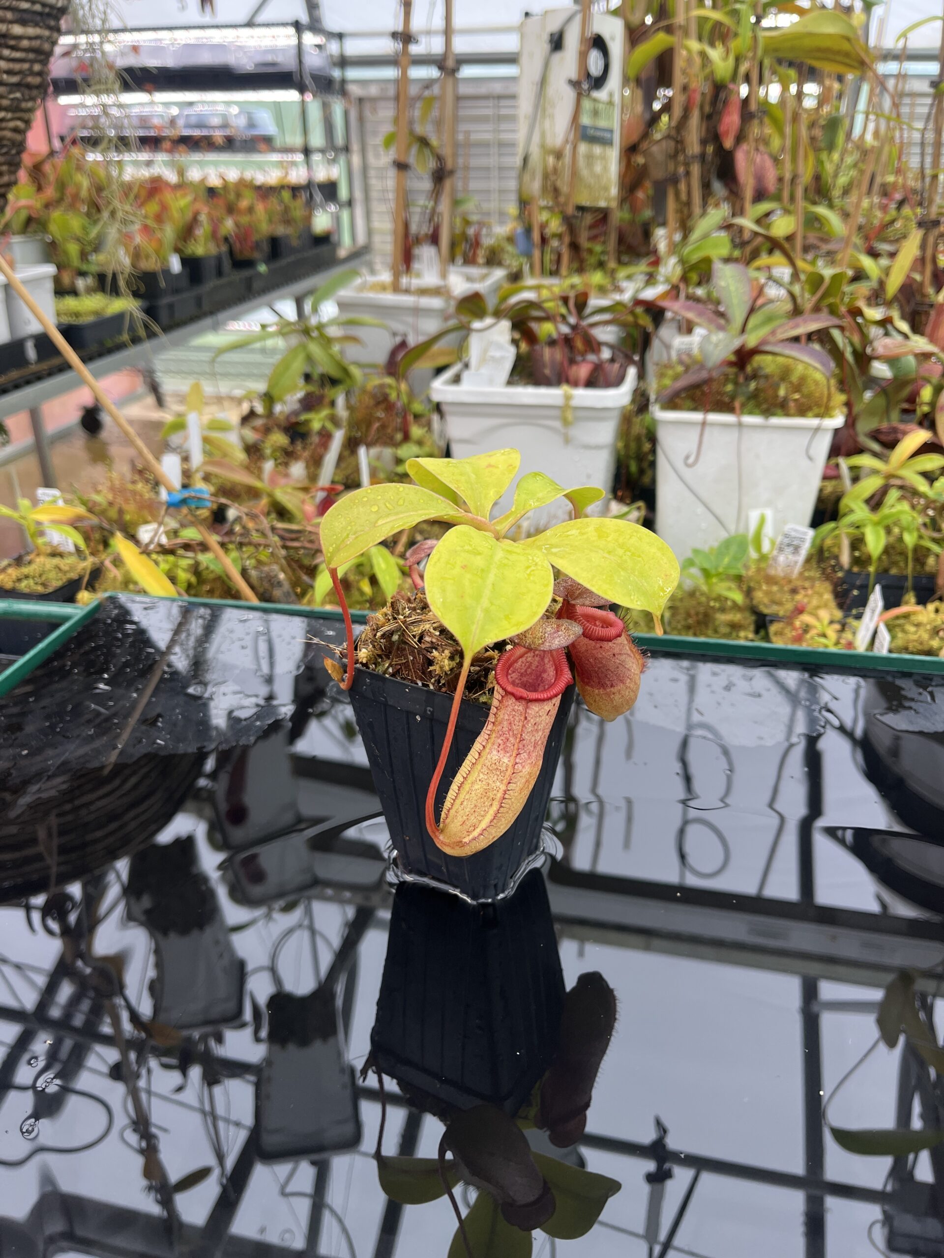 Wide Angle of Nepenthes robcantleyi x (sibuyanensis x ventricosa) | Borneo Exotics | BE-3748 | IN25757