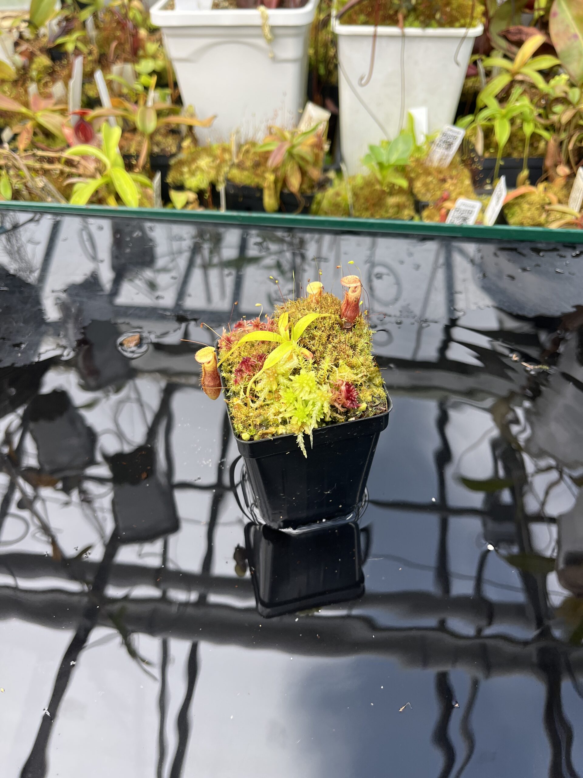 Wide Angle of Nepenthes singalana Belirang x villosa | JH | Clone 6 | Jeremiah Harris | JH-353.06 | H25826