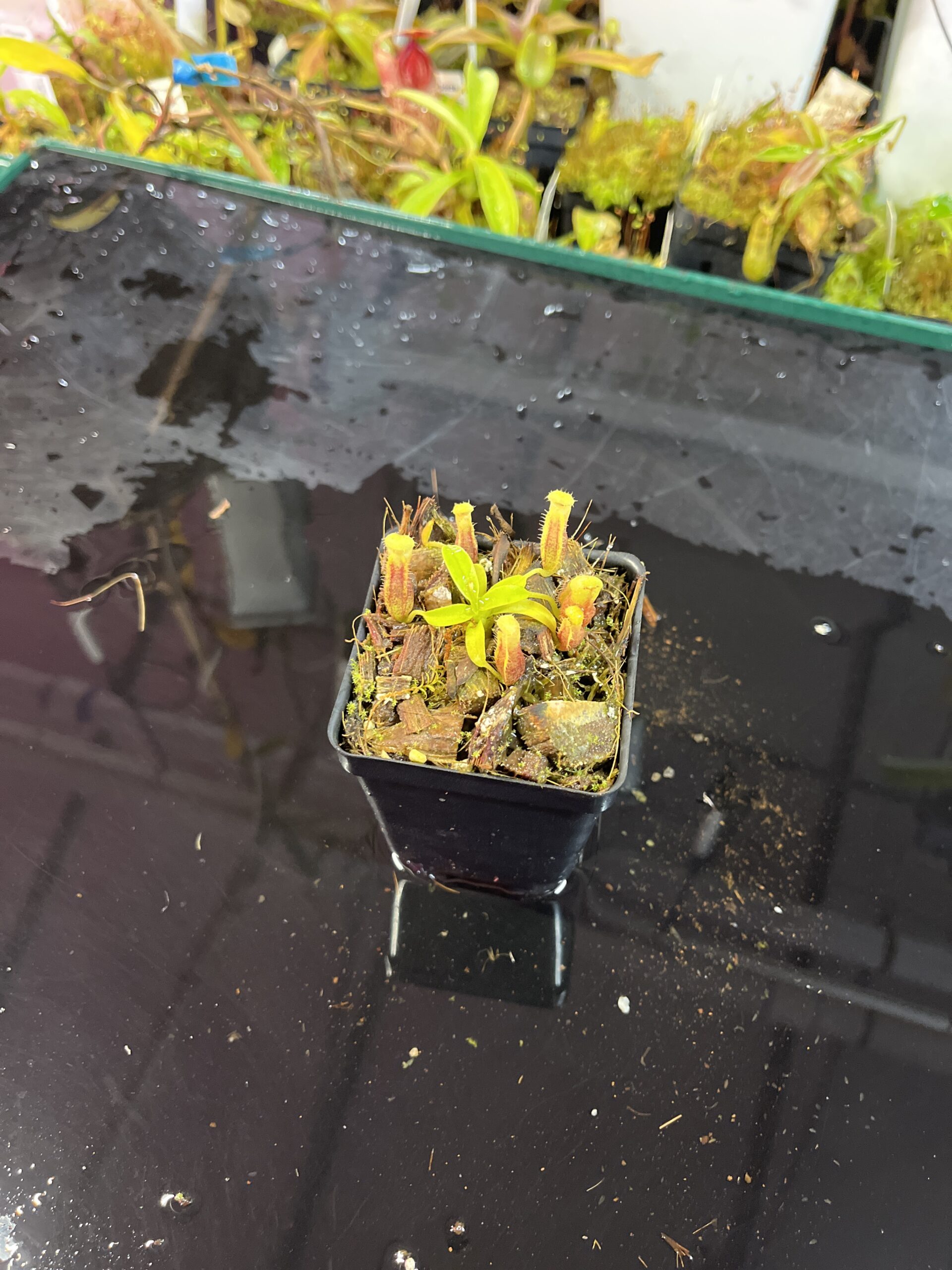 Wide Angle of Nepenthes singalana Belirang x villosa | JH | Jeremiah Harris | JH-353.04 | H25743