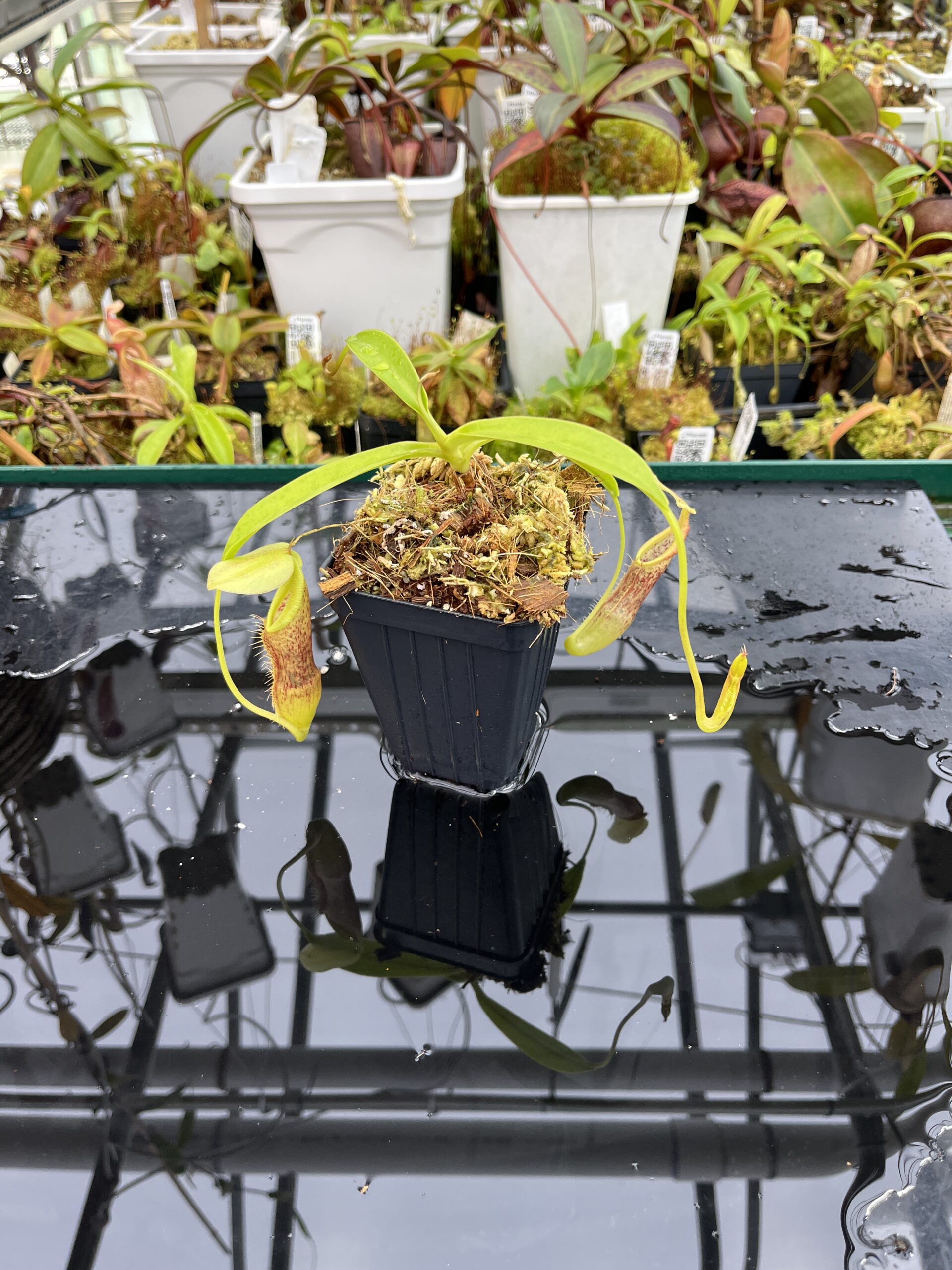 Wide Angle of Nepenthes singalana | Borneo Exotics | BE-3170 | H25683