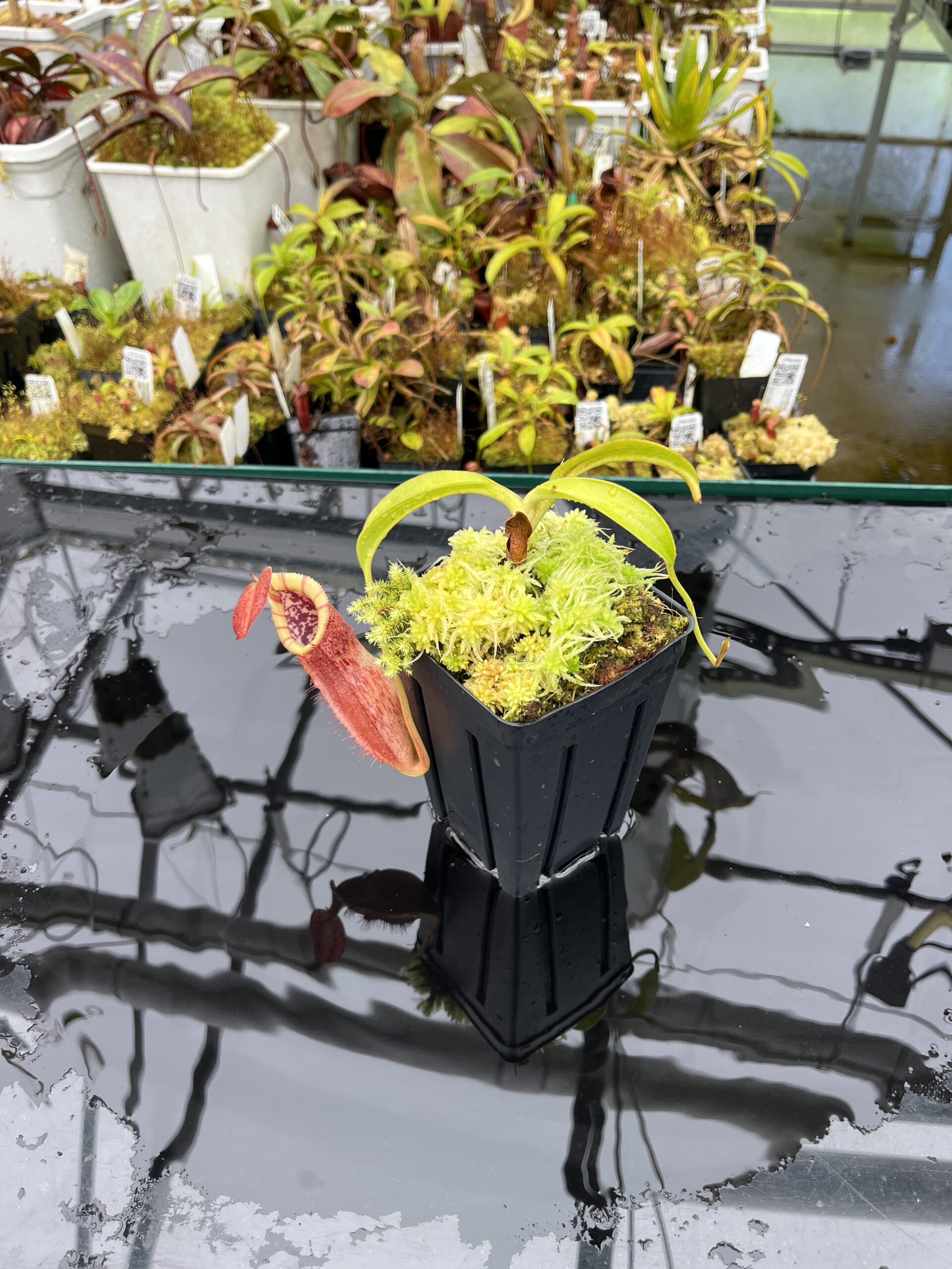 Wide Angle of Nepenthes spathulata x (burbidgeae x edwardsiana) | Borneo Exotics | BE-3978 | H25862