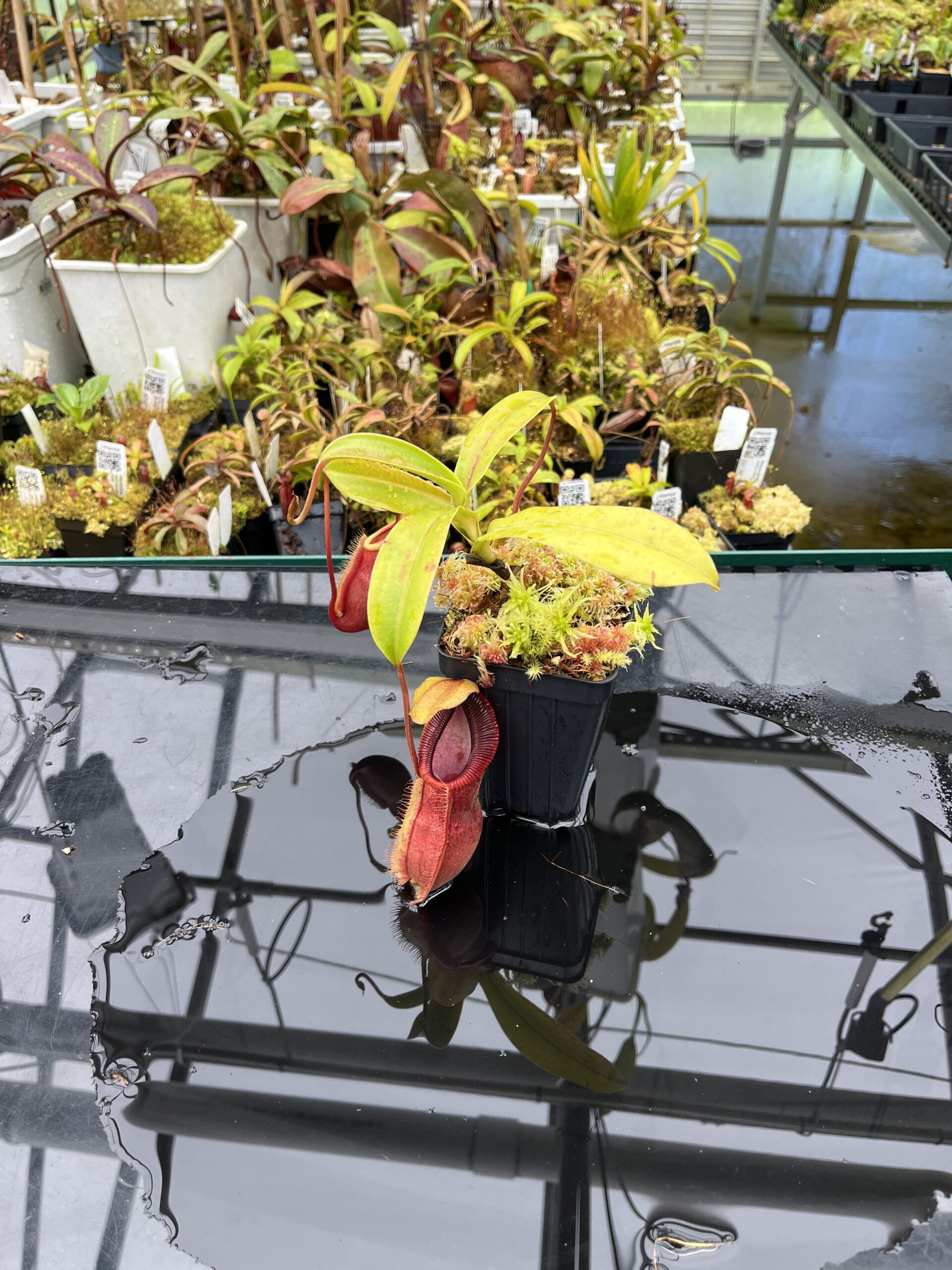 Wide Angle of Nepenthes spathulata x diabolica | Borneo Exotics | BE-3983 | H25864