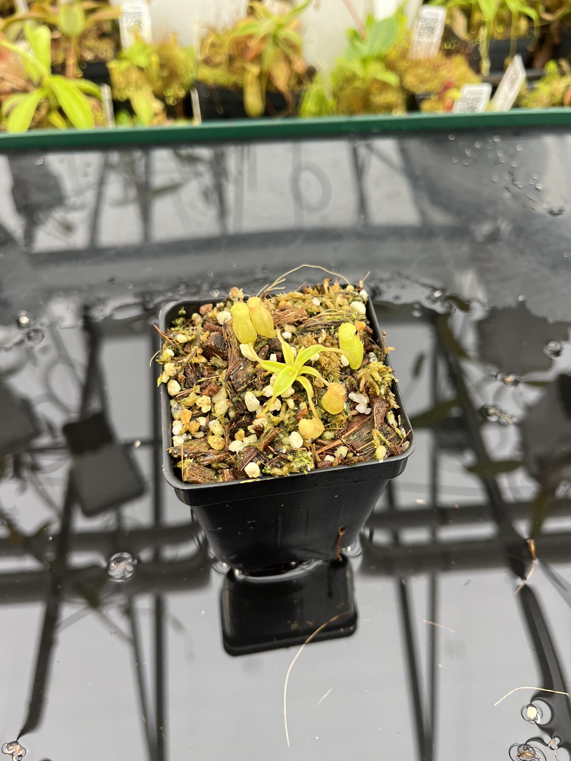 Wide Angle of Nepenthes (spathulata x edwardsiana) x jacquelineae | Jeremiah Harris | Assorted Clones | Jeremiah Harris | JH-451 | H25694