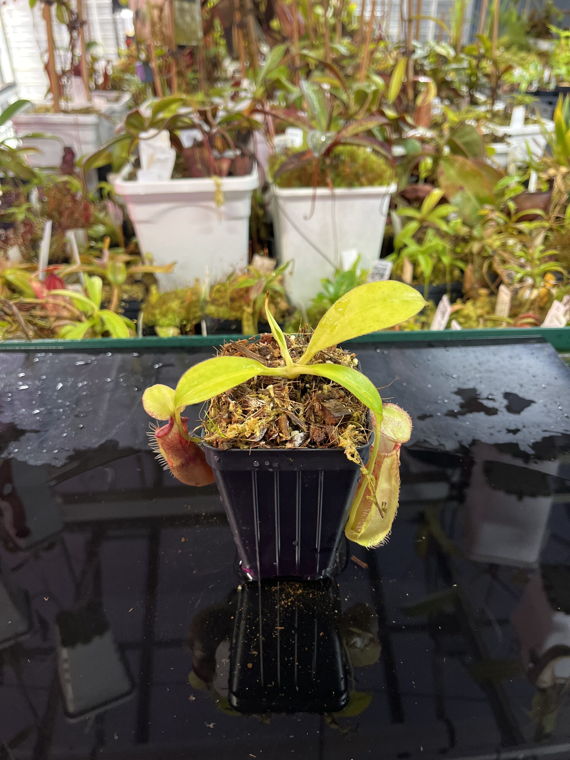 Wide Angle of Nepenthes spathulata x ephippiata | Borneo Exotics | BE-4642 | H25736