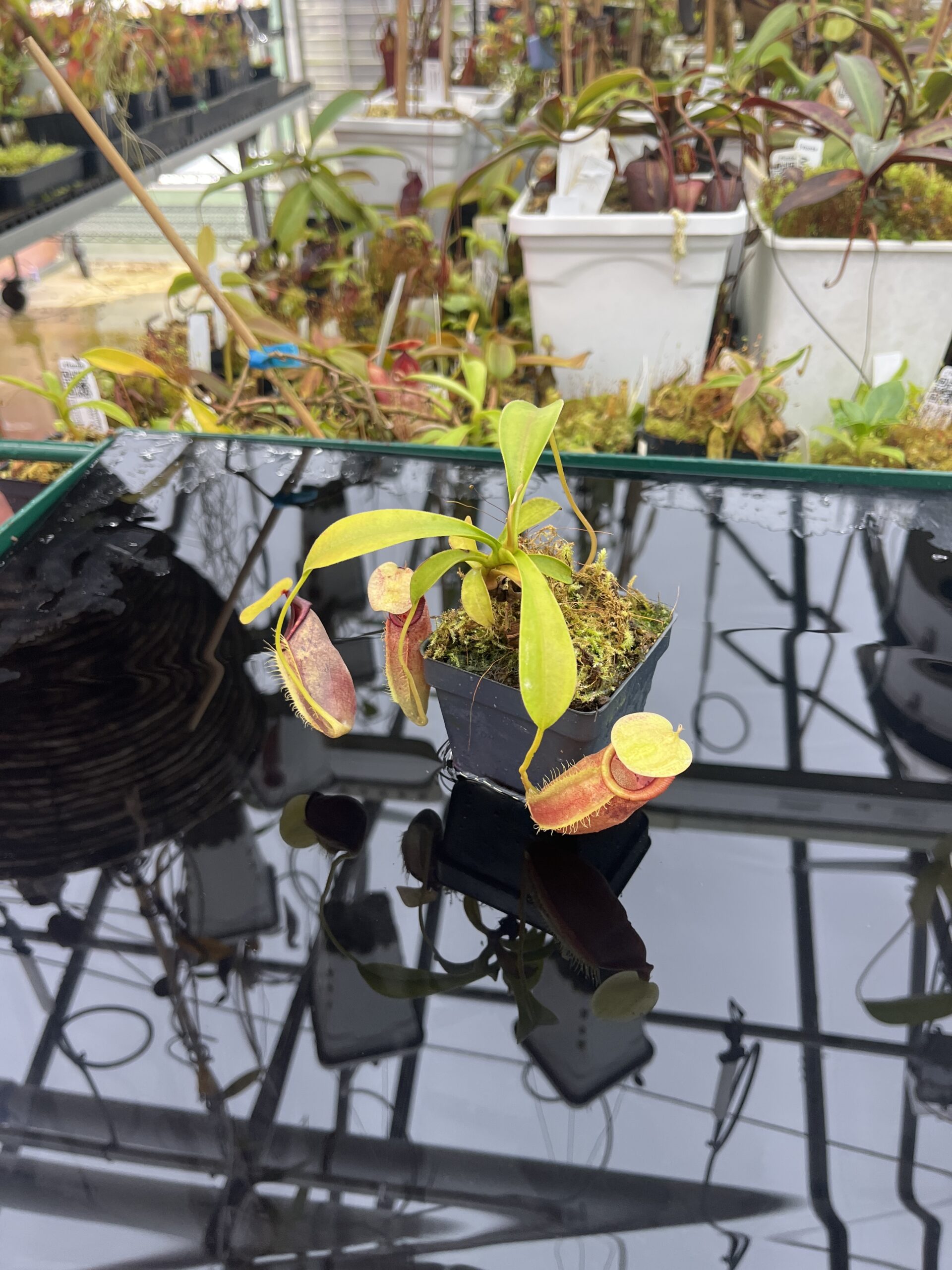 Wide Angle of Nepenthes spathulata x flava | Borneo Exotics | BE-4048 | H25750