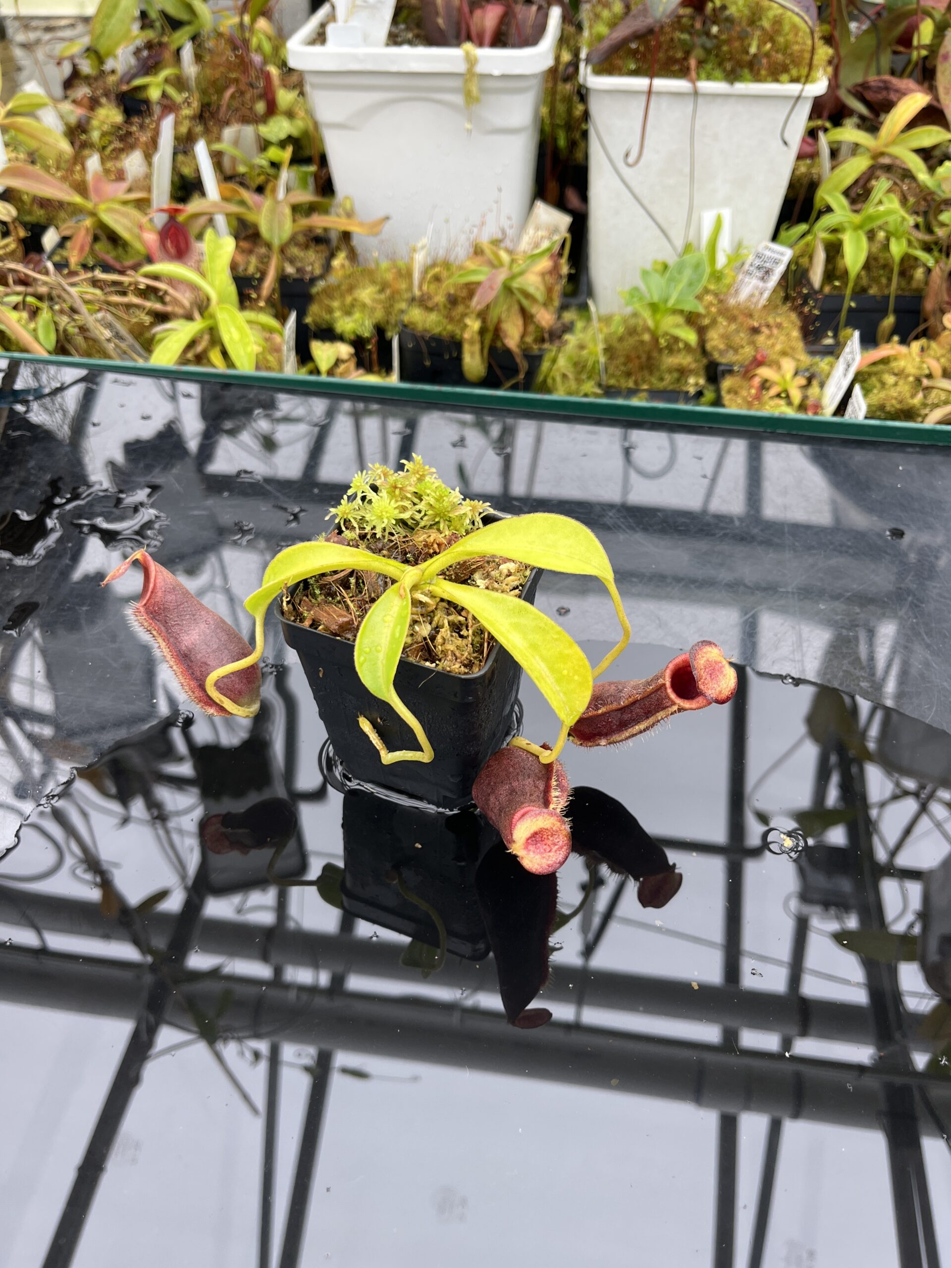 Wide Angle of Nepenthes spathulata x lowii | Borneo Exotics | BE-4517 | H25782
