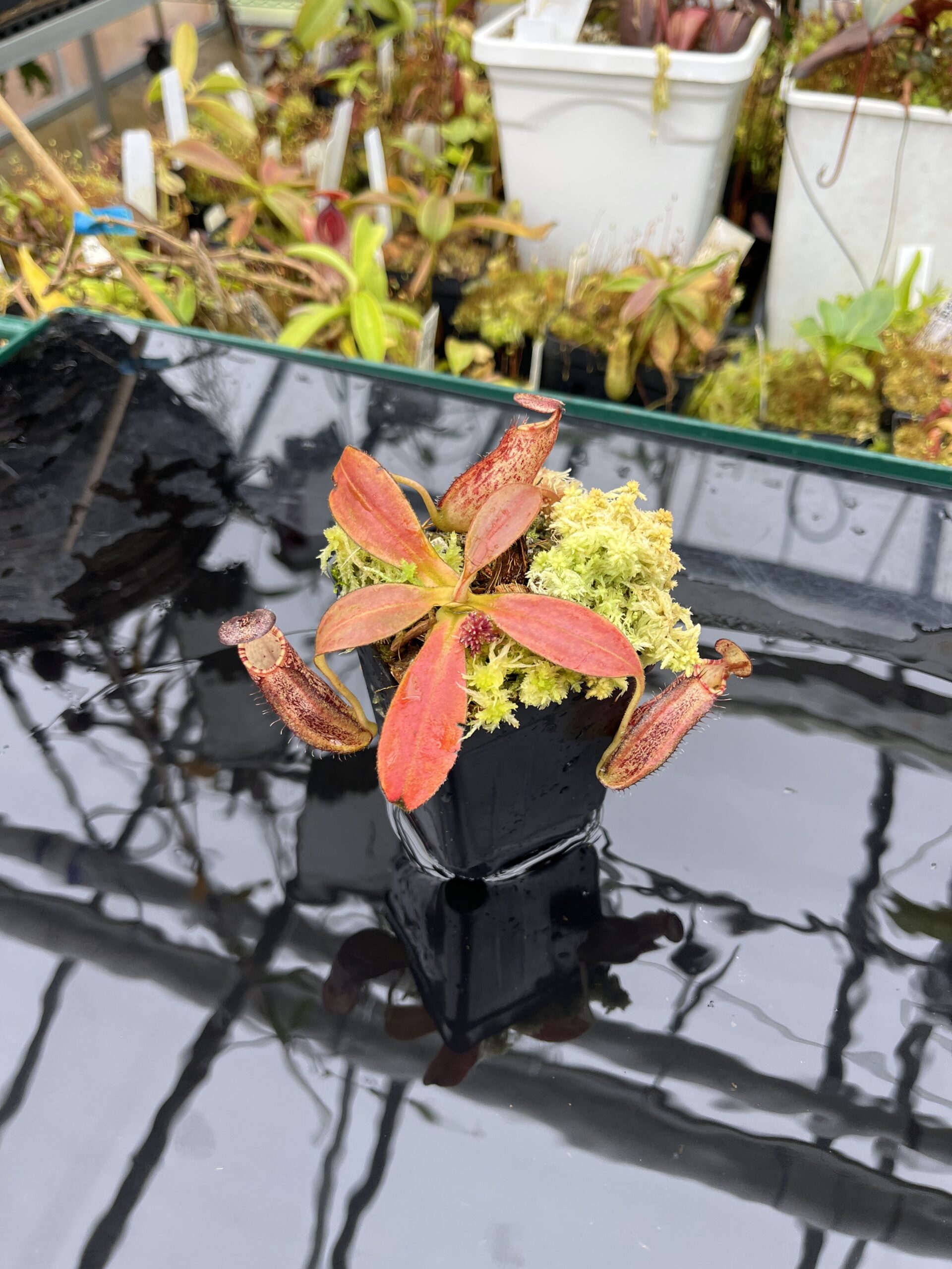 Wide Angle of Nepenthes spectabilis x ephippiata | Borneo Exotics | BE-4681 | H25785