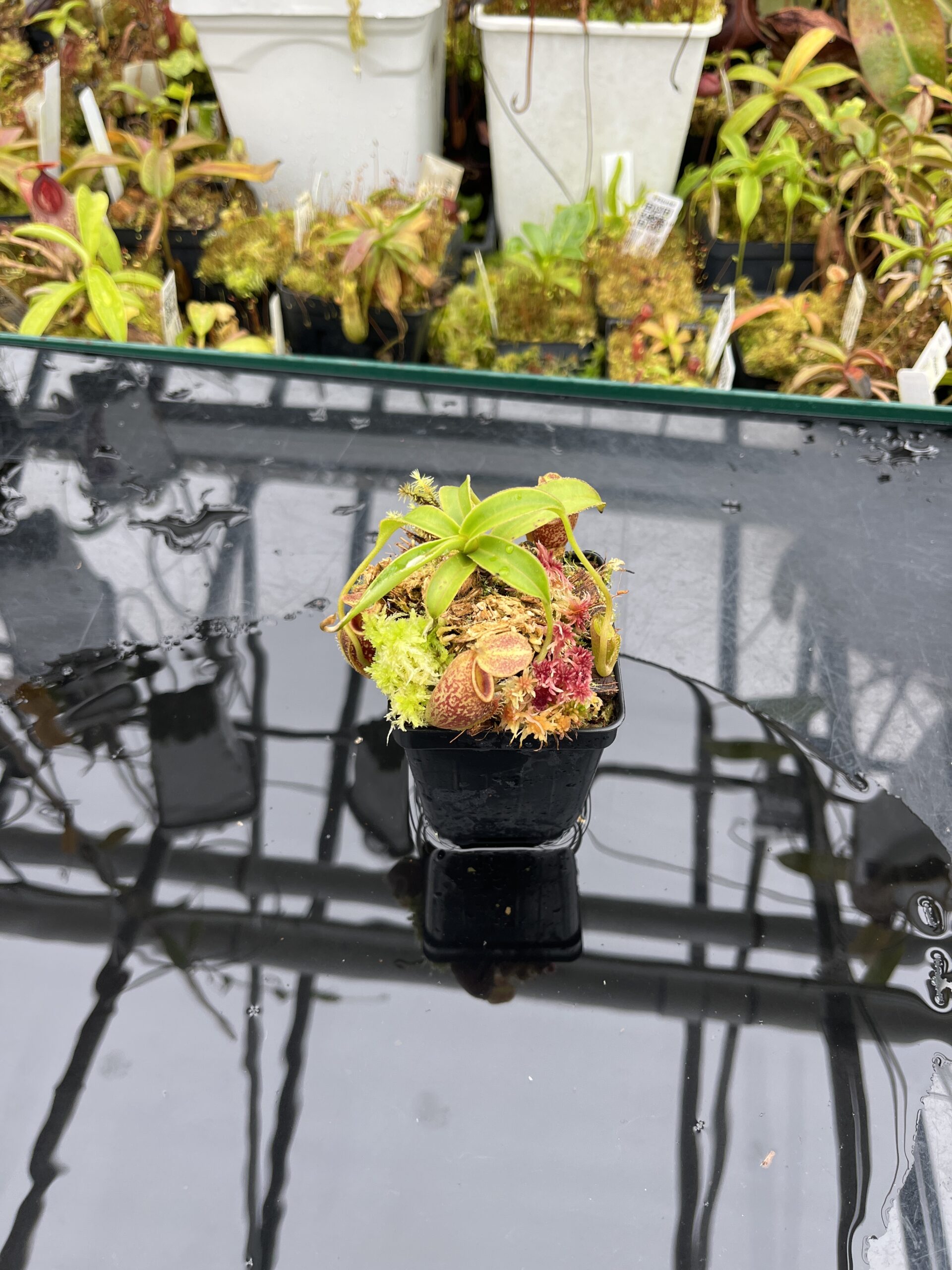 Wide Angle of Nepenthes talangensis | Borneo Exotics | BE-4075 | H25781