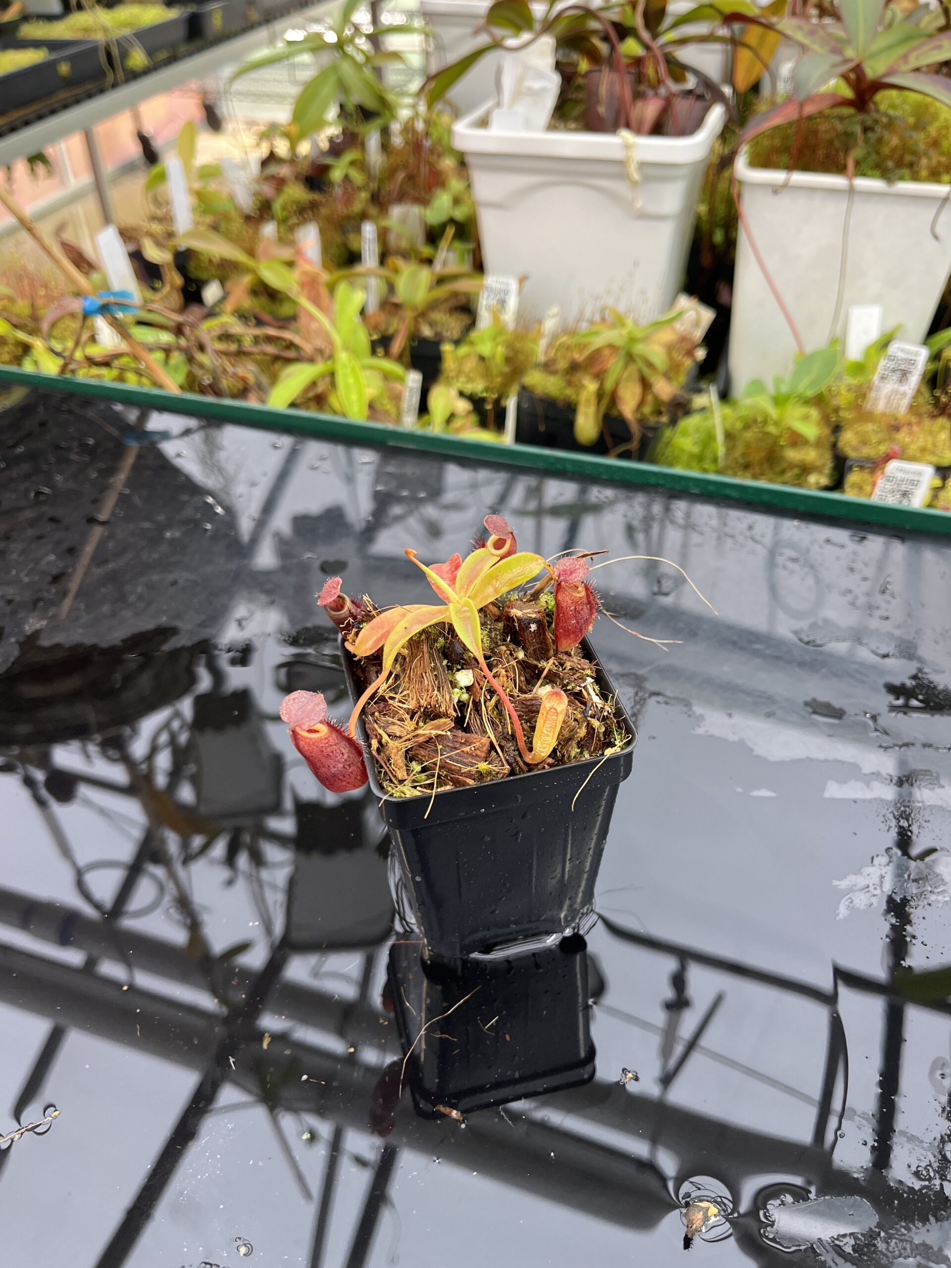 Wide Angle of Nepenthes talangensis x (lowii x tentaculata) | Borneo Exotics | BE-4573 | H25703