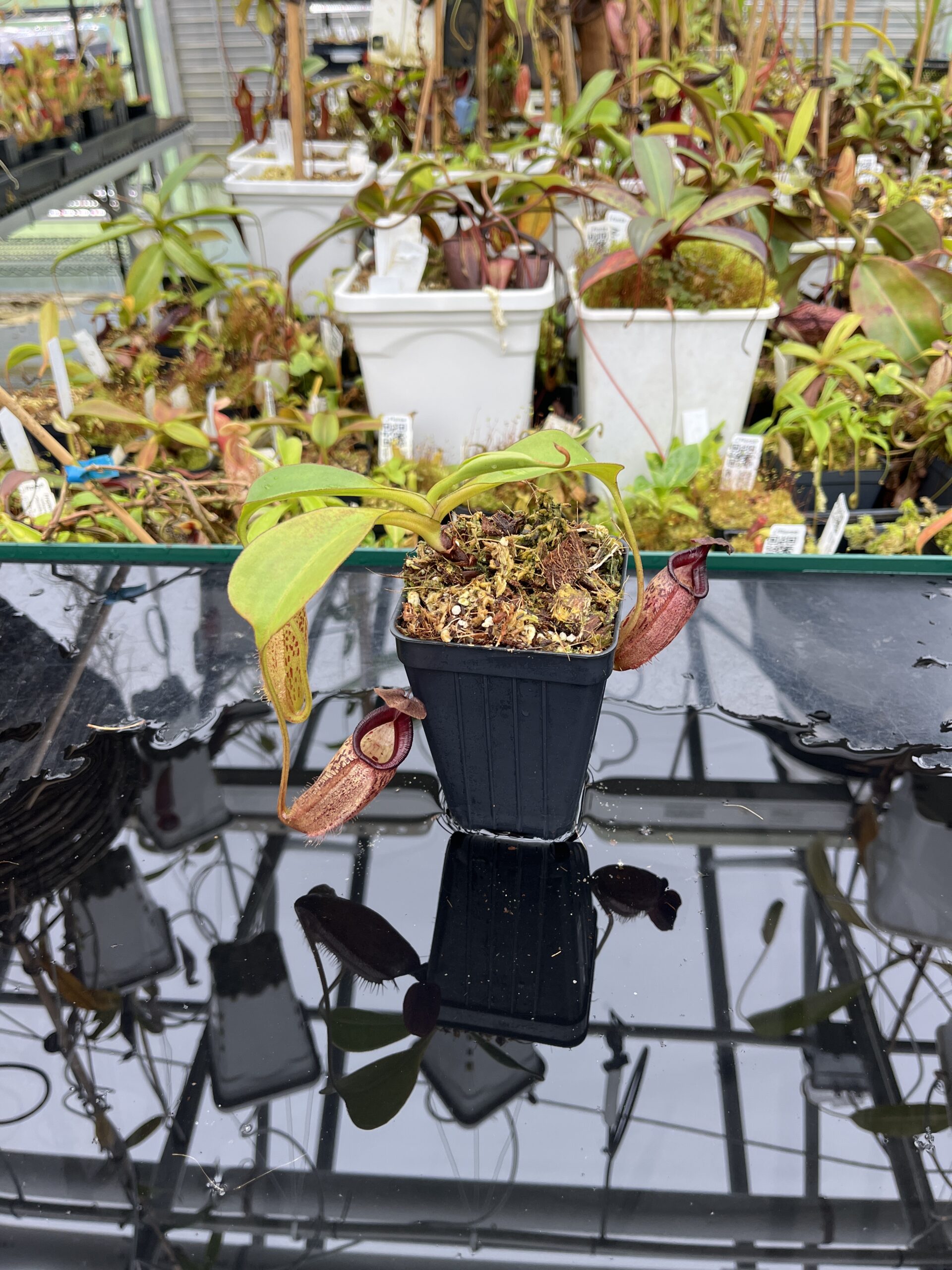 Wide Angle of Nepenthes talangensis x robcantleyi | Borneo Exotics | BE-3497 | IN25639