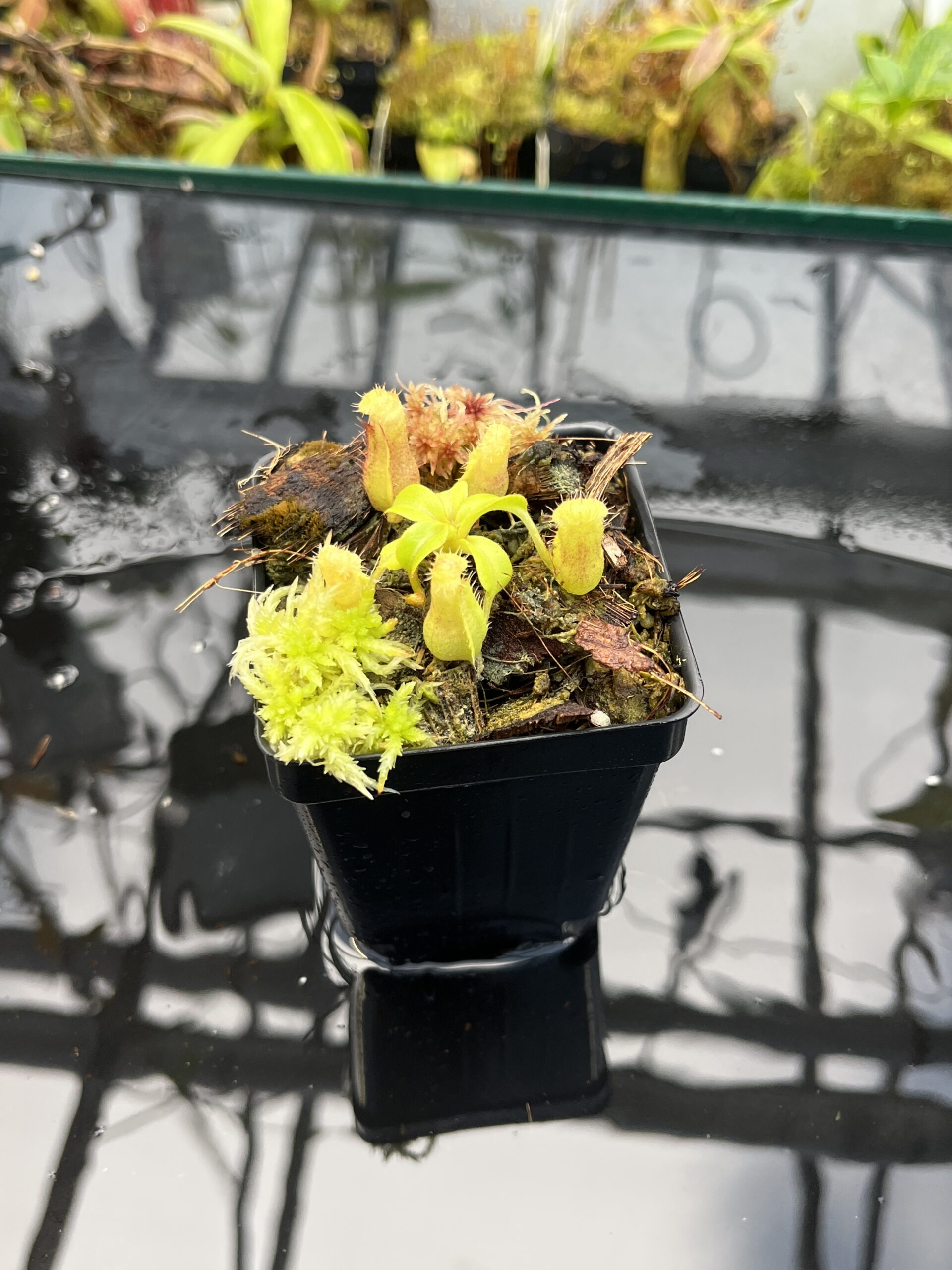 Wide Angle of Nepenthes truncata (G) x villosa | Jeremiah Harris | JH-452.01 | IN25721