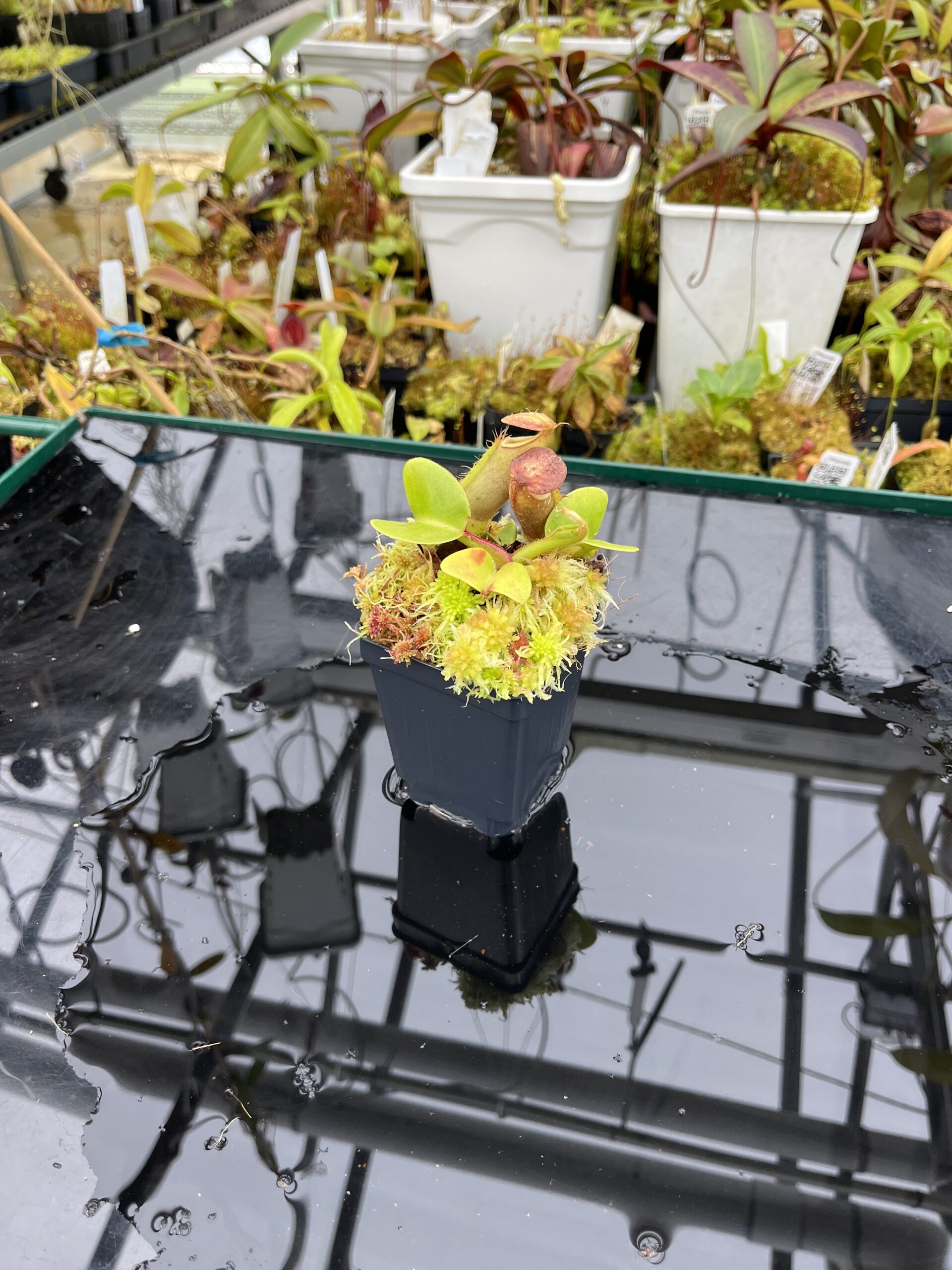 Wide Angle of Nepenthes truncata (Mindanao, Philippines) | Andreas Wistuba | AW-RSC | IN25810