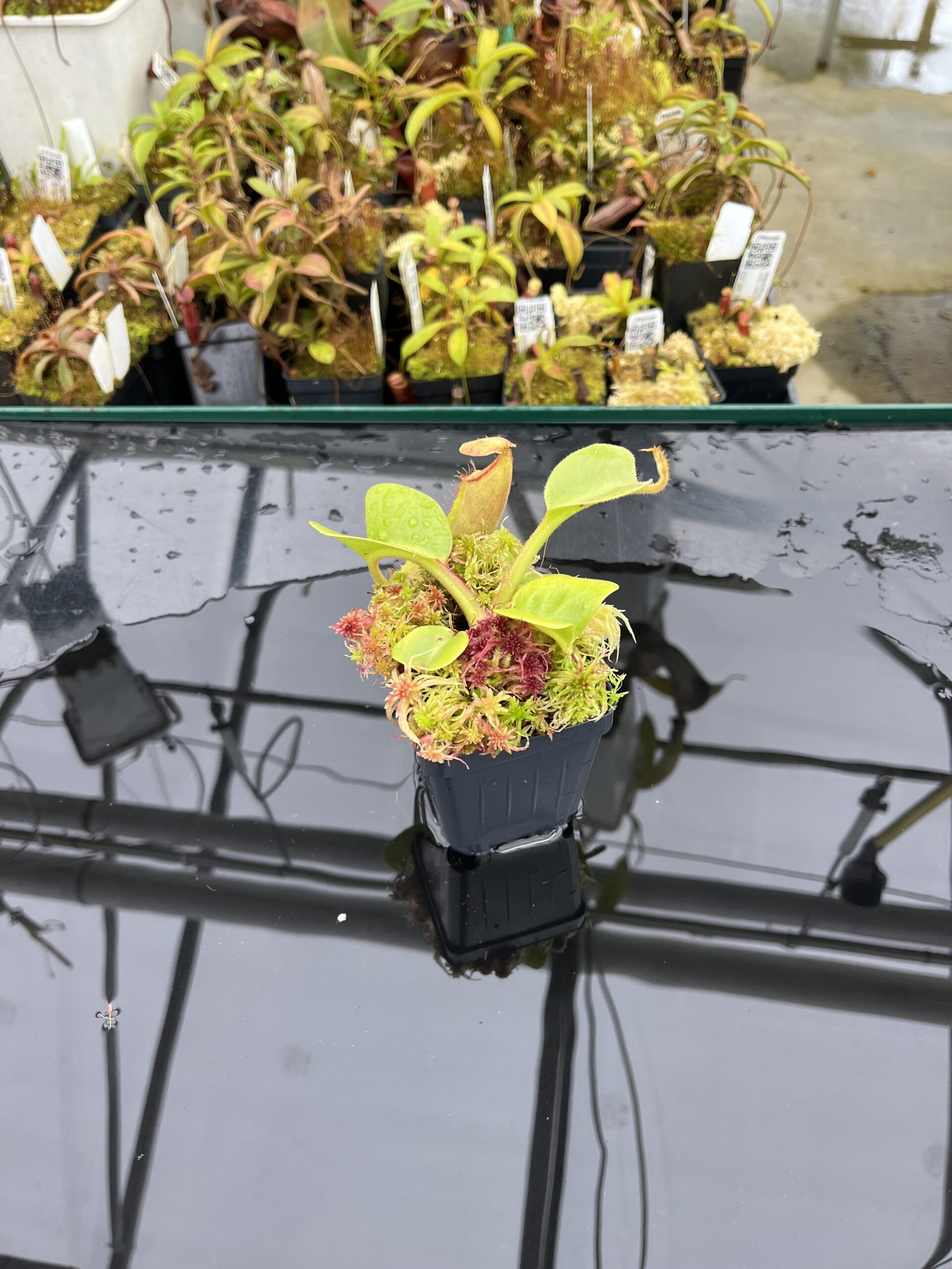Wide Angle of Nepenthes truncata (Mindanao, Philippines) | Andreas Wistuba | AW-RSC | IN25852