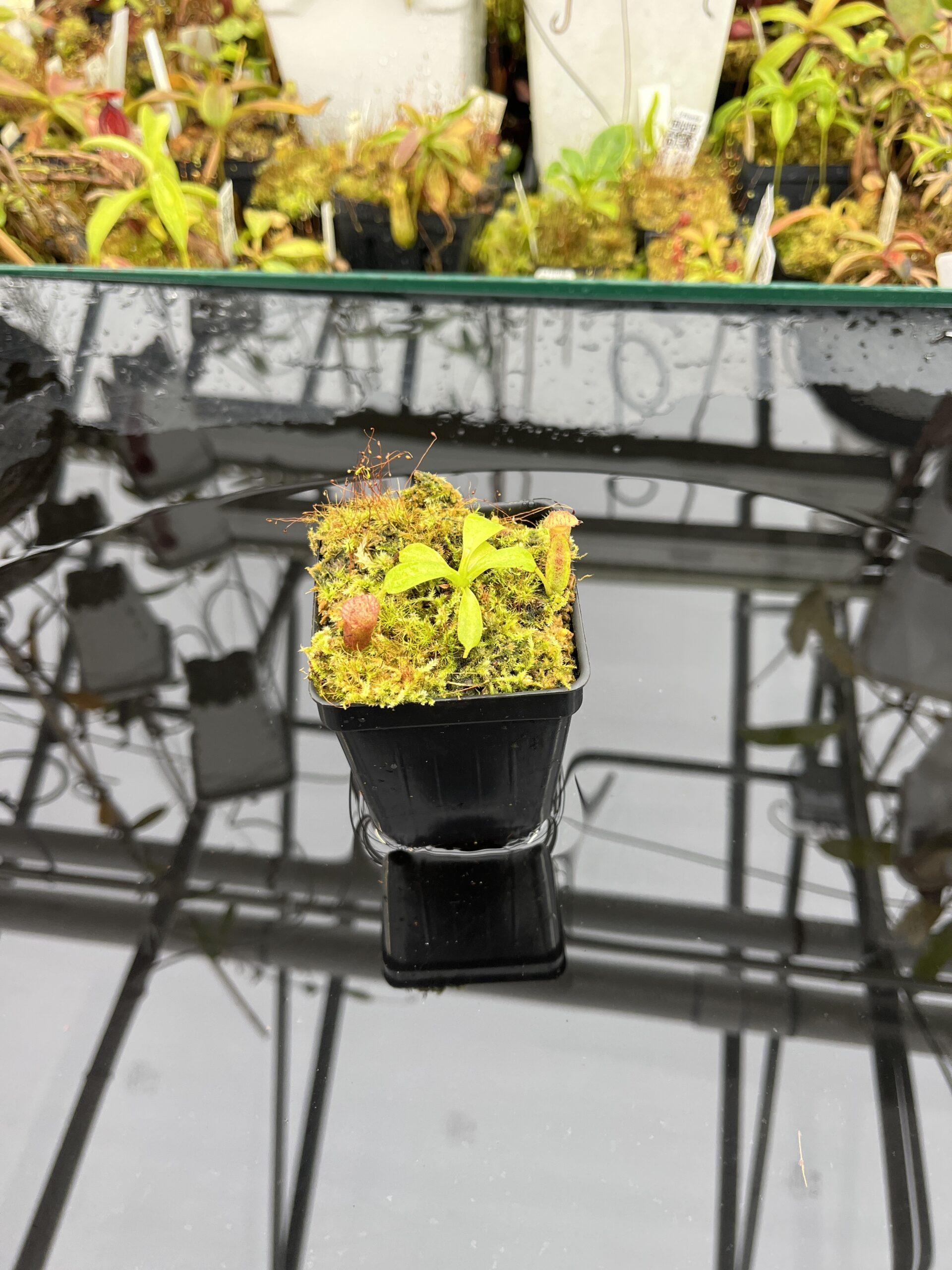 Wide Angle of Nepenthes (truncata x ephippiata) x villosa | Clone 13 | Jeremiah Harris | JH-352.13 | IN25763