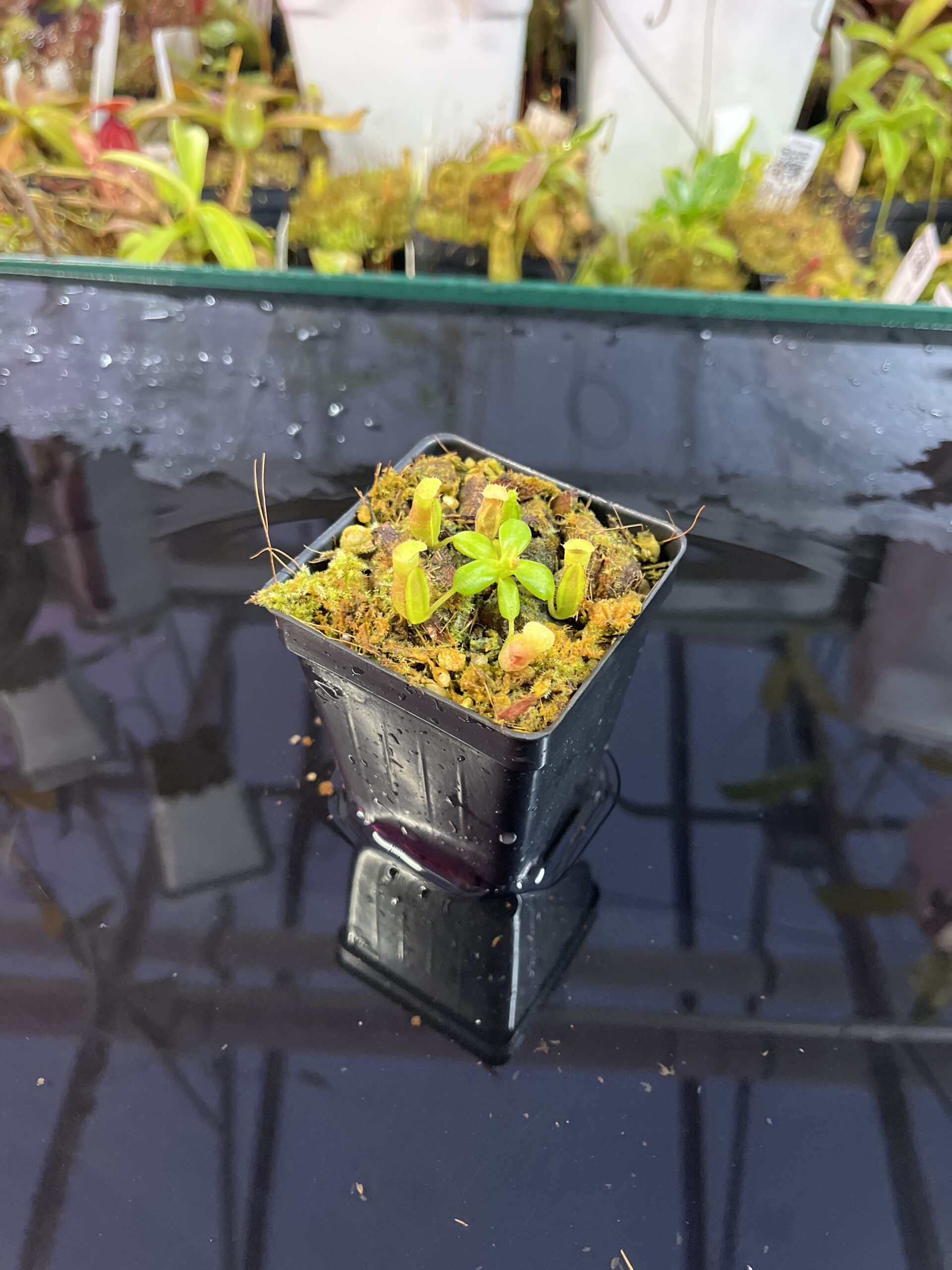 Wide Angle of Nepenthes (truncata x ephippiata) x villosa | JH | Florae | Jeremiah Harris | JH-352.01 | IN25732