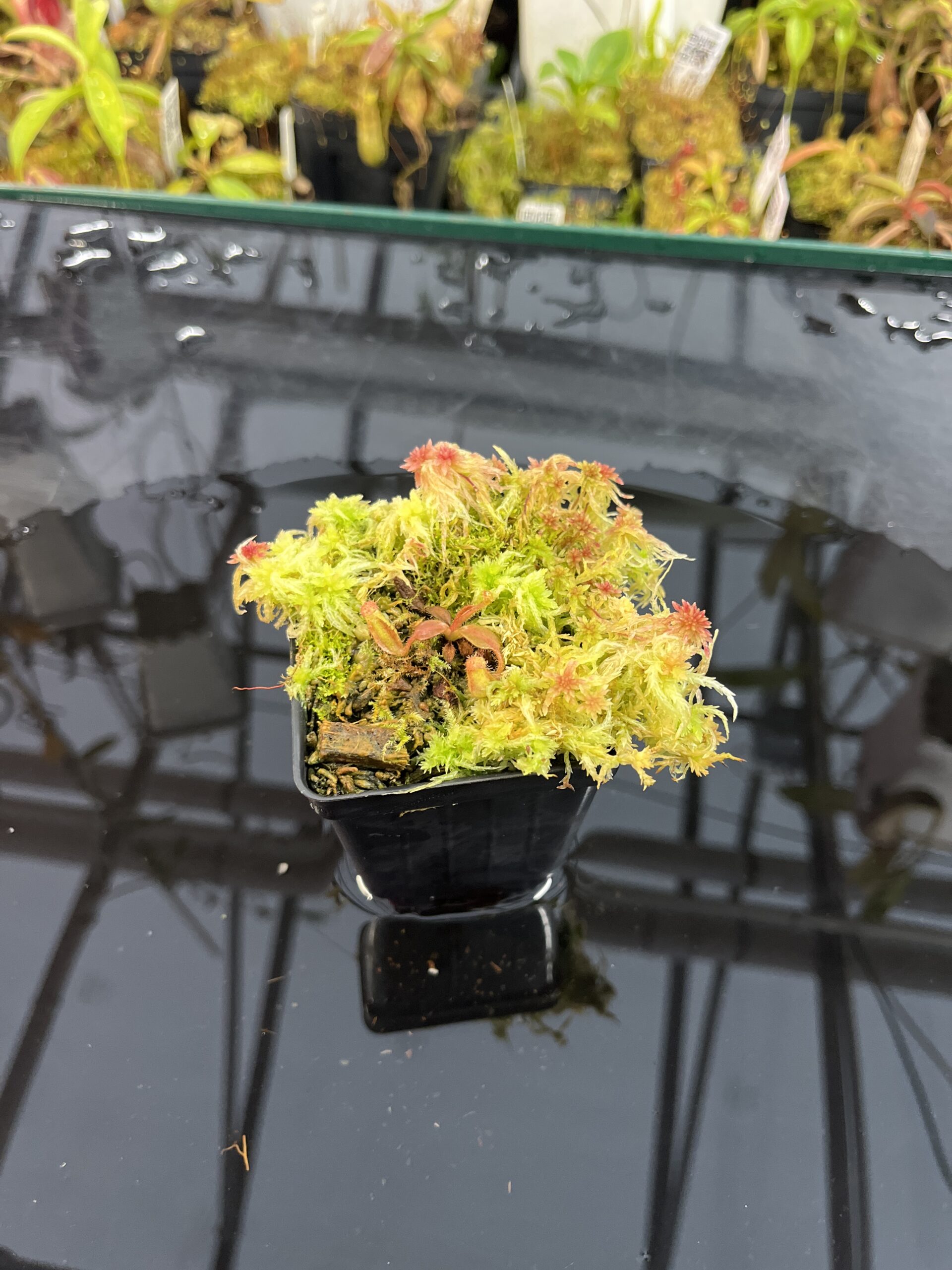 Wide Angle of Nepenthes truncata x mollis | JH | Florae | Jeremiah Harris | JH-530 | IN25775