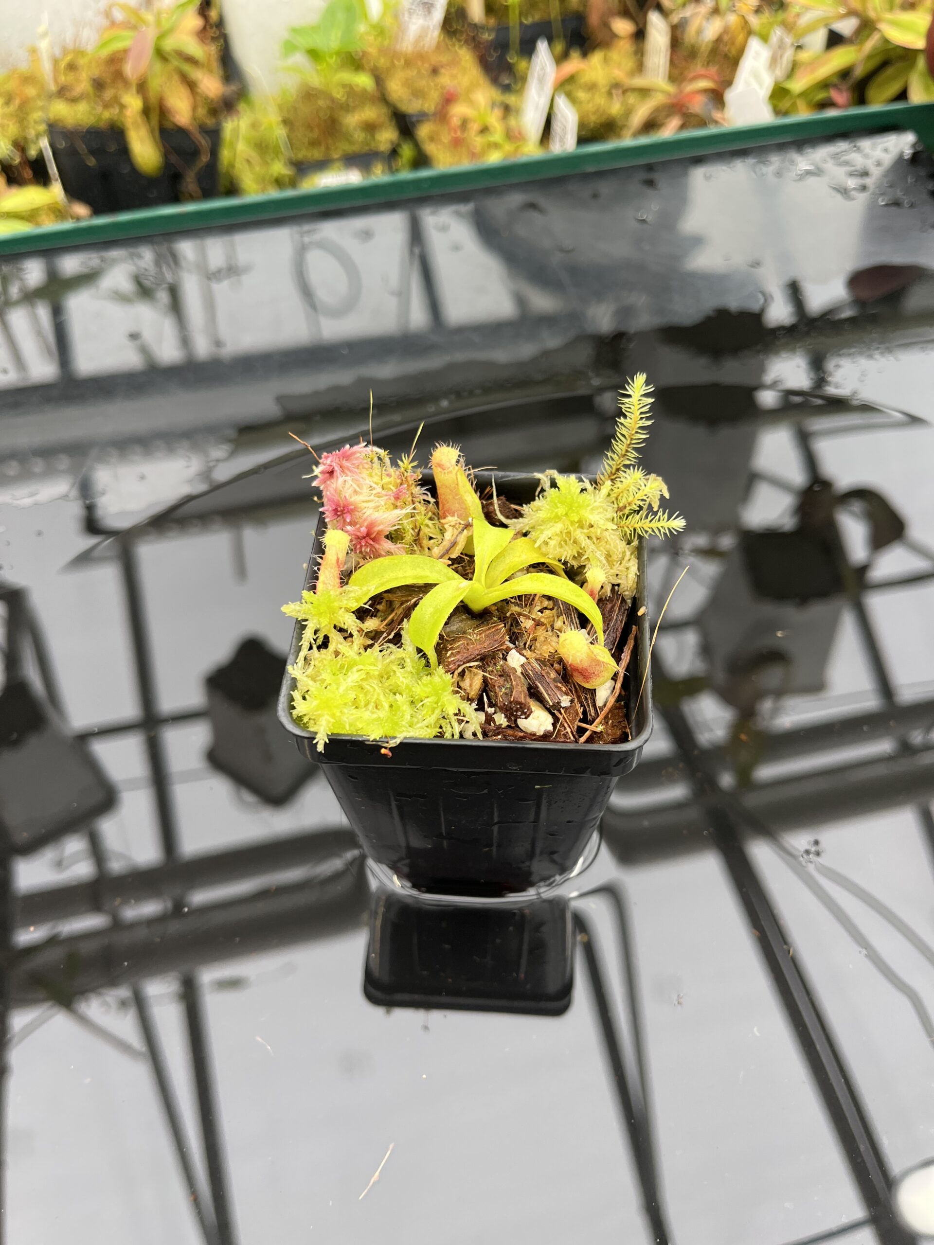Wide Angle of Nepenthes truncata x villosa | Jeremiah Harris | Assorted Clones | Florae Collaborative | FC-355 | IN25768