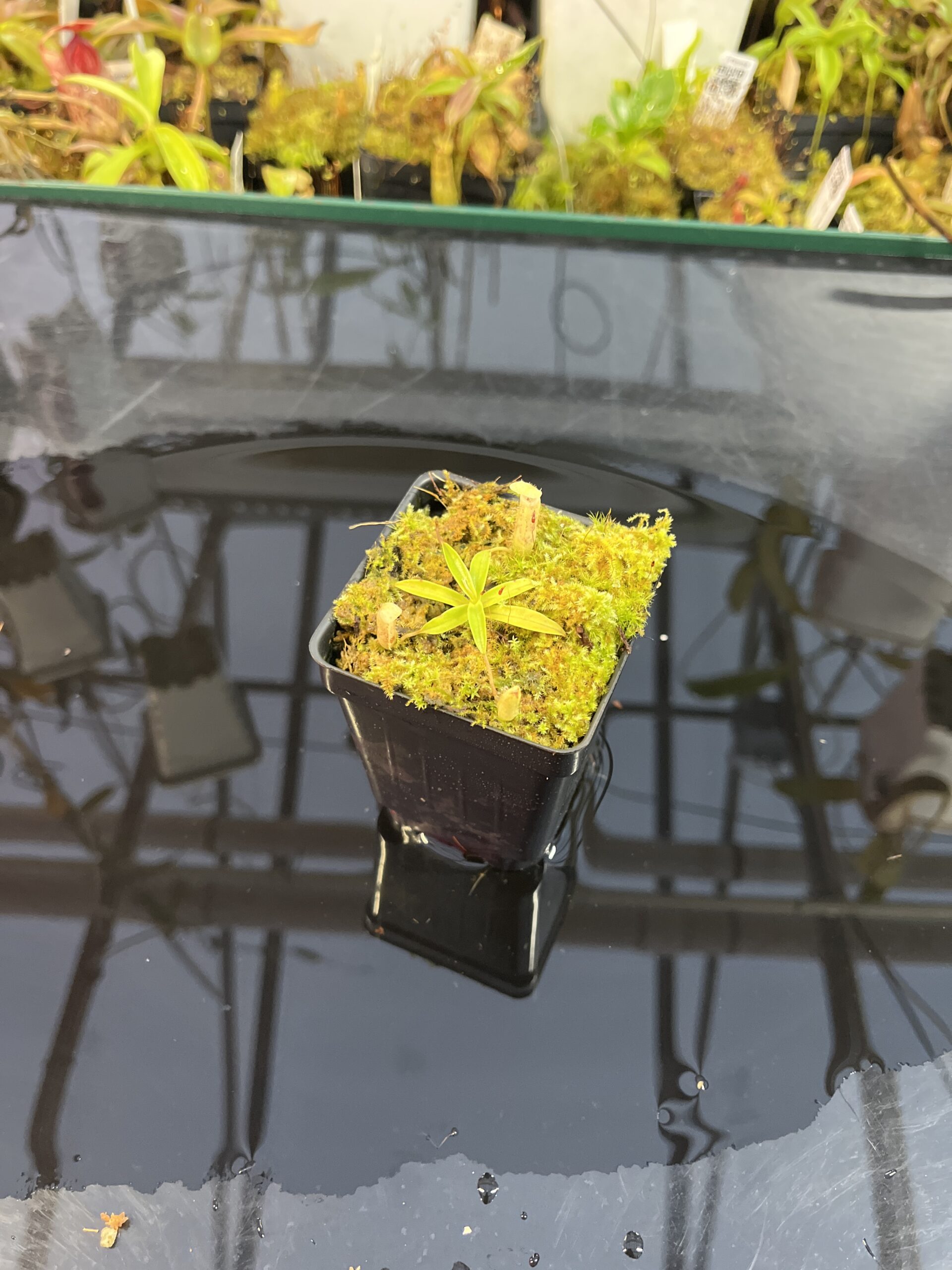 Wide Angle of Nepenthes ulukaliana Genting HL | EL | Florae | Assorted Clones | Florae Collaborative | FC-369 | IN25726