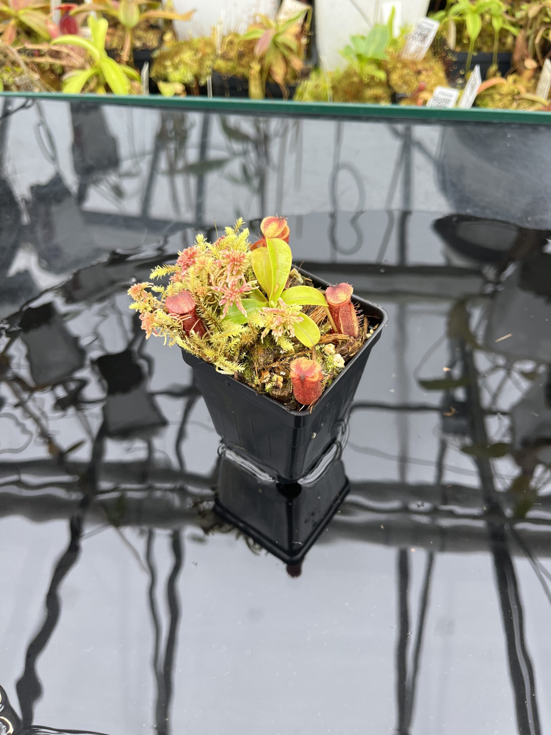 Wide Angle of Nepenthes undulatifolia x diabolica | Andreas Wistuba | AW-ISC | H25791