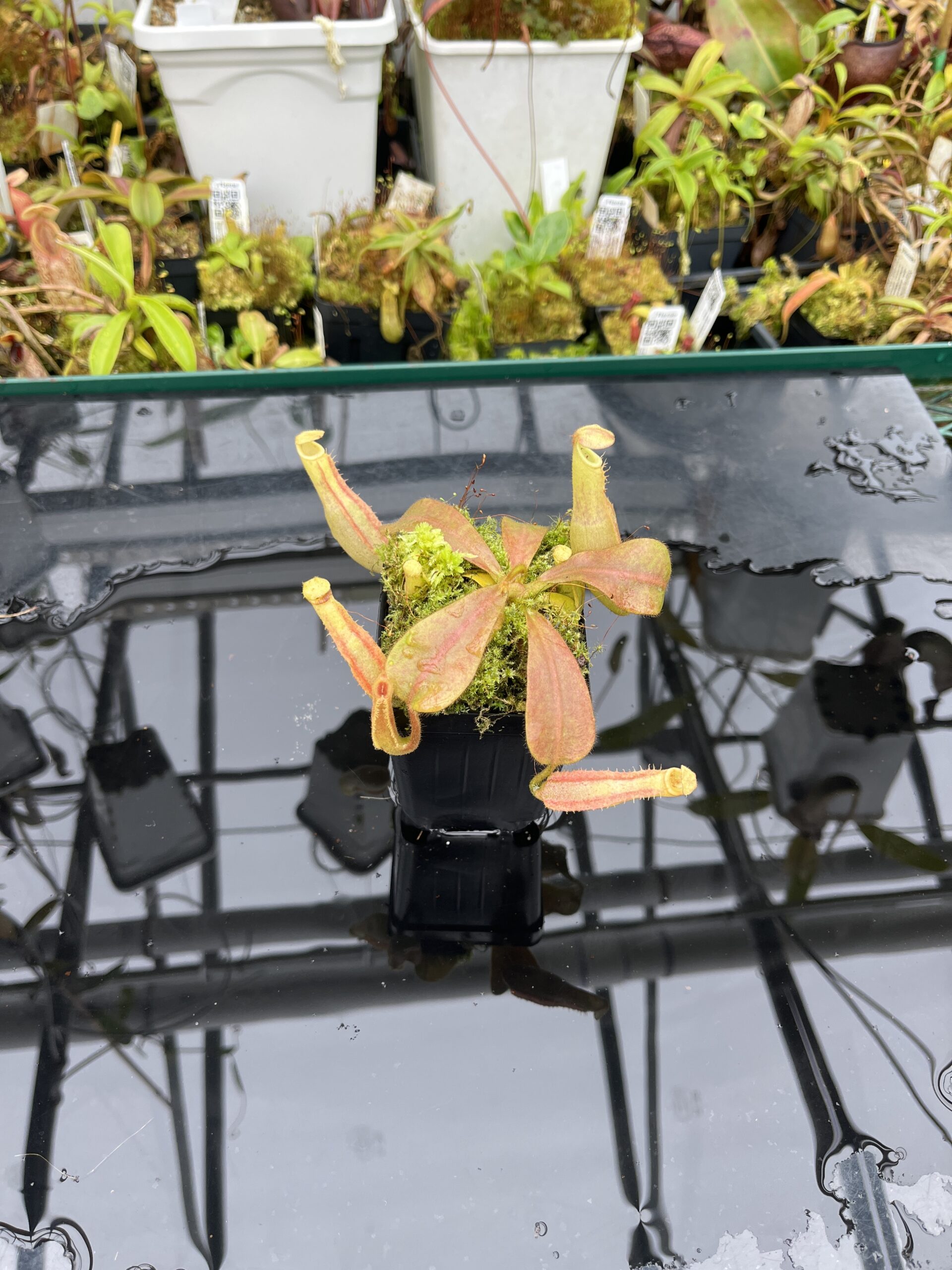 Wide Angle of Nepenthes veitchii Murud, Striped x 'Candy' | Florae | Florae Collaborative | FC-23.03 | IN25642