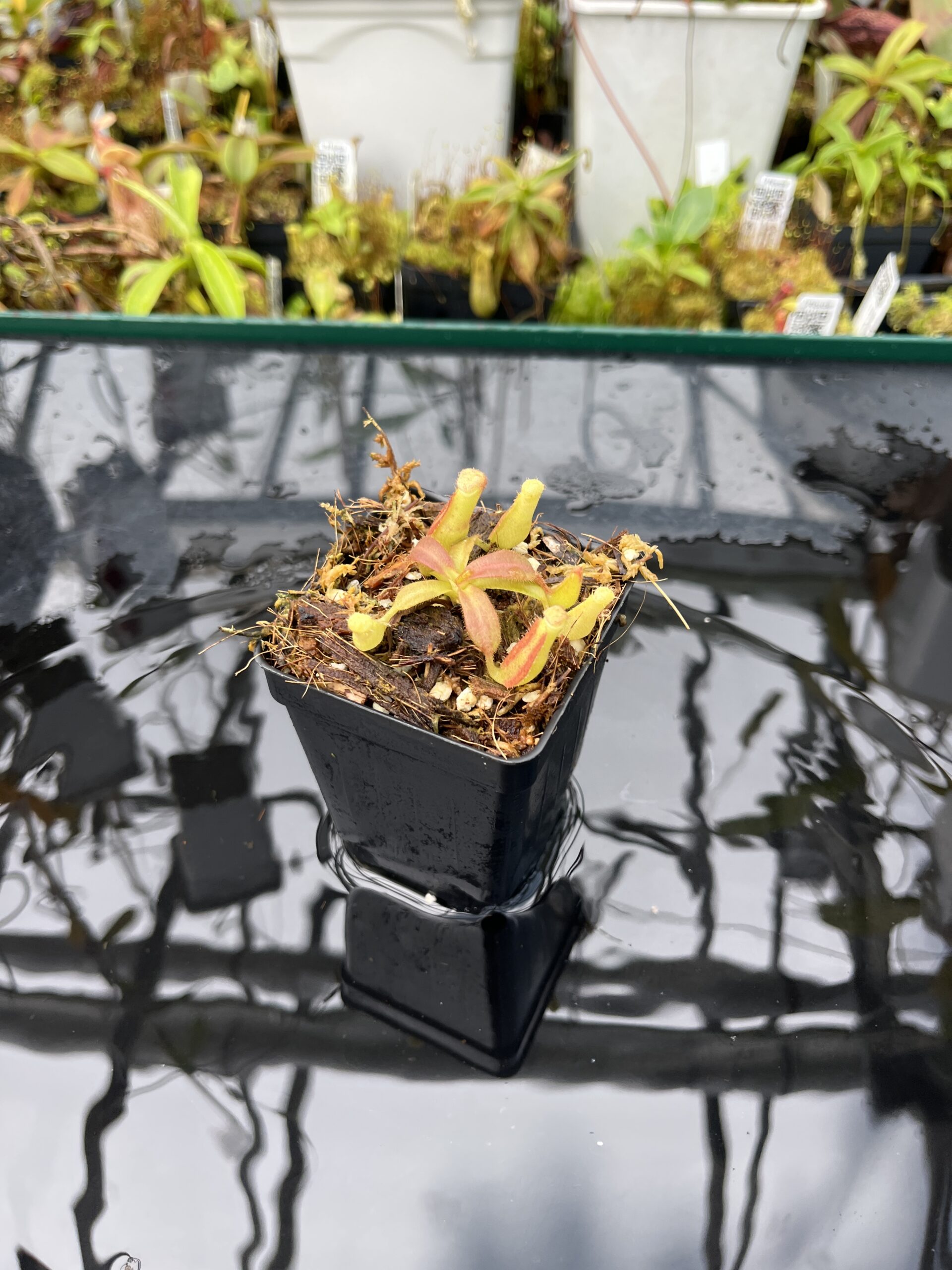 Wide Angle of Nepenthes veitchii Murud, Striped x 'Candy' | Florae | Florae Collaborative | FC-23.03 | IN25655