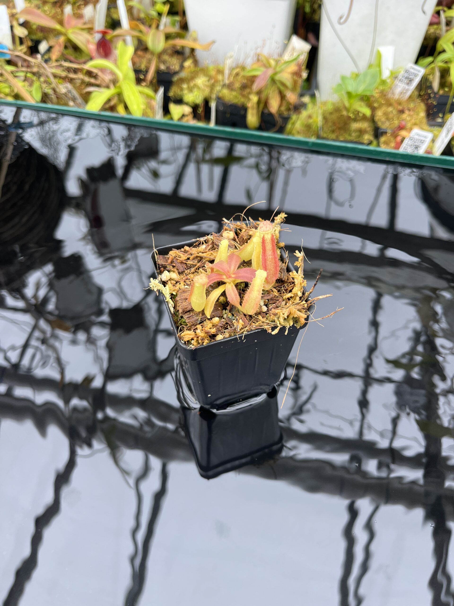 Wide Angle of Nepenthes veitchii Murud, Striped x 'Candy' | Florae | Florae Collaborative | FC-23.03 | IN25817