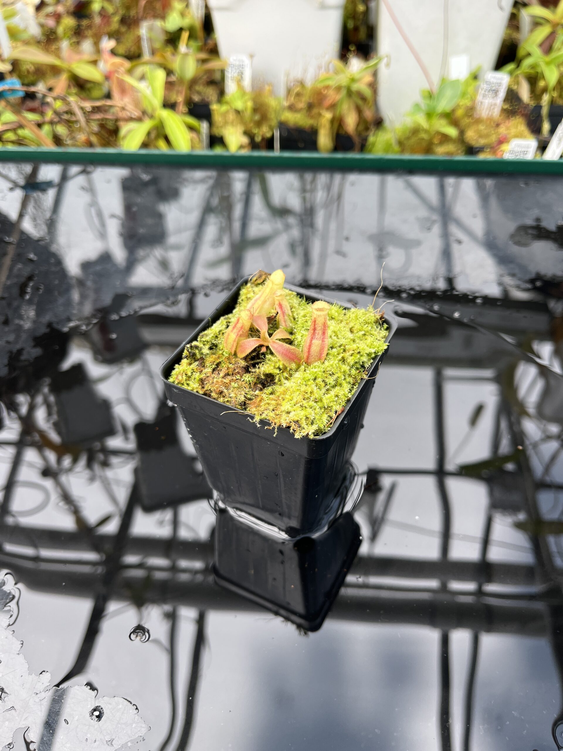 Wide Angle of Nepenthes veitchii (Murud striped x 'Candy') x veitchii BE-3734 | XB | Florae | Xander Brown | XB-510 | IN25656