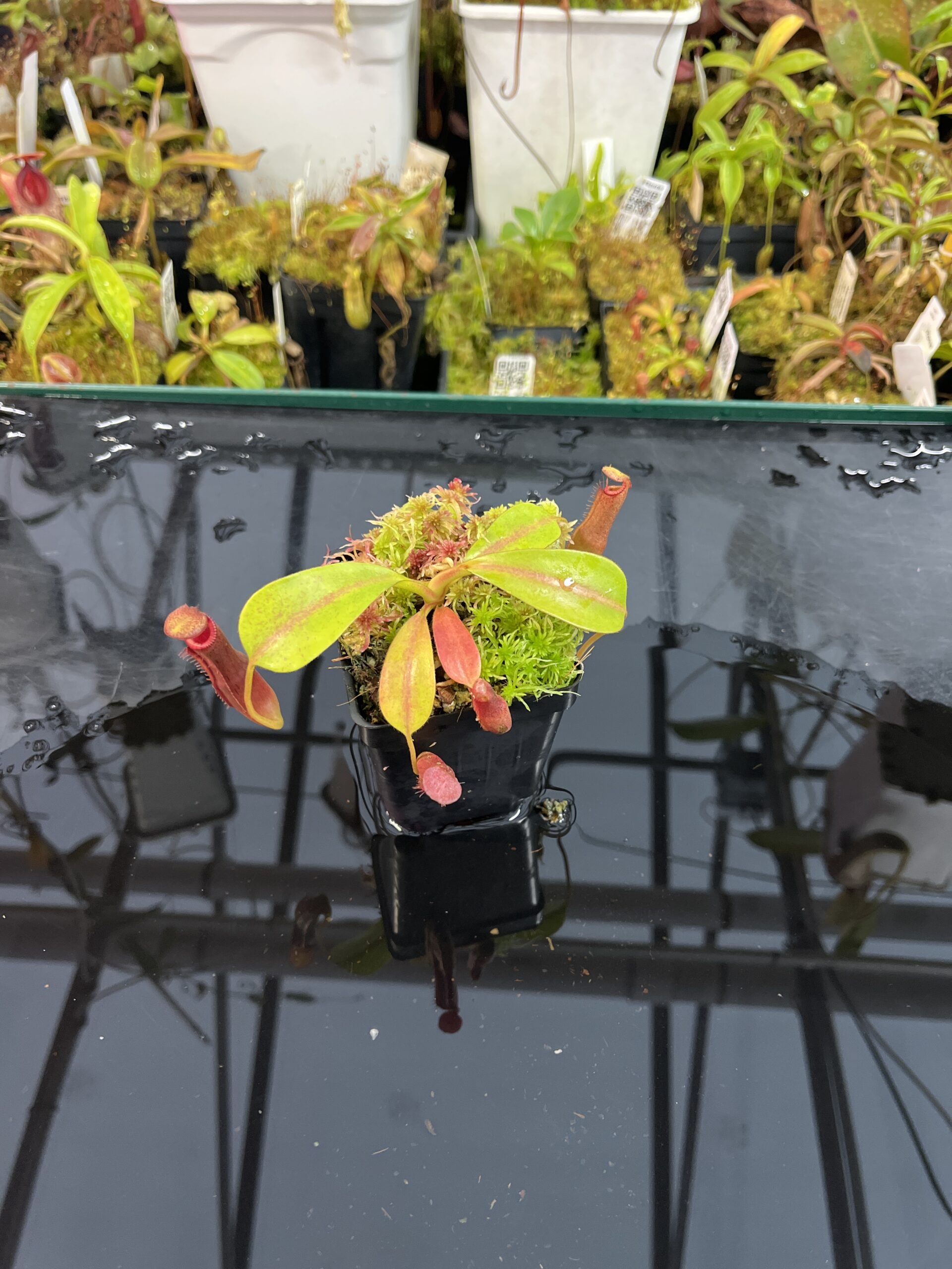 Wide Angle of Nepenthes (veitchii x lowii ) #14 BE x edwardsiana | JH | Seed Grown | Jeremiah Harris | JH-492 | IN25774