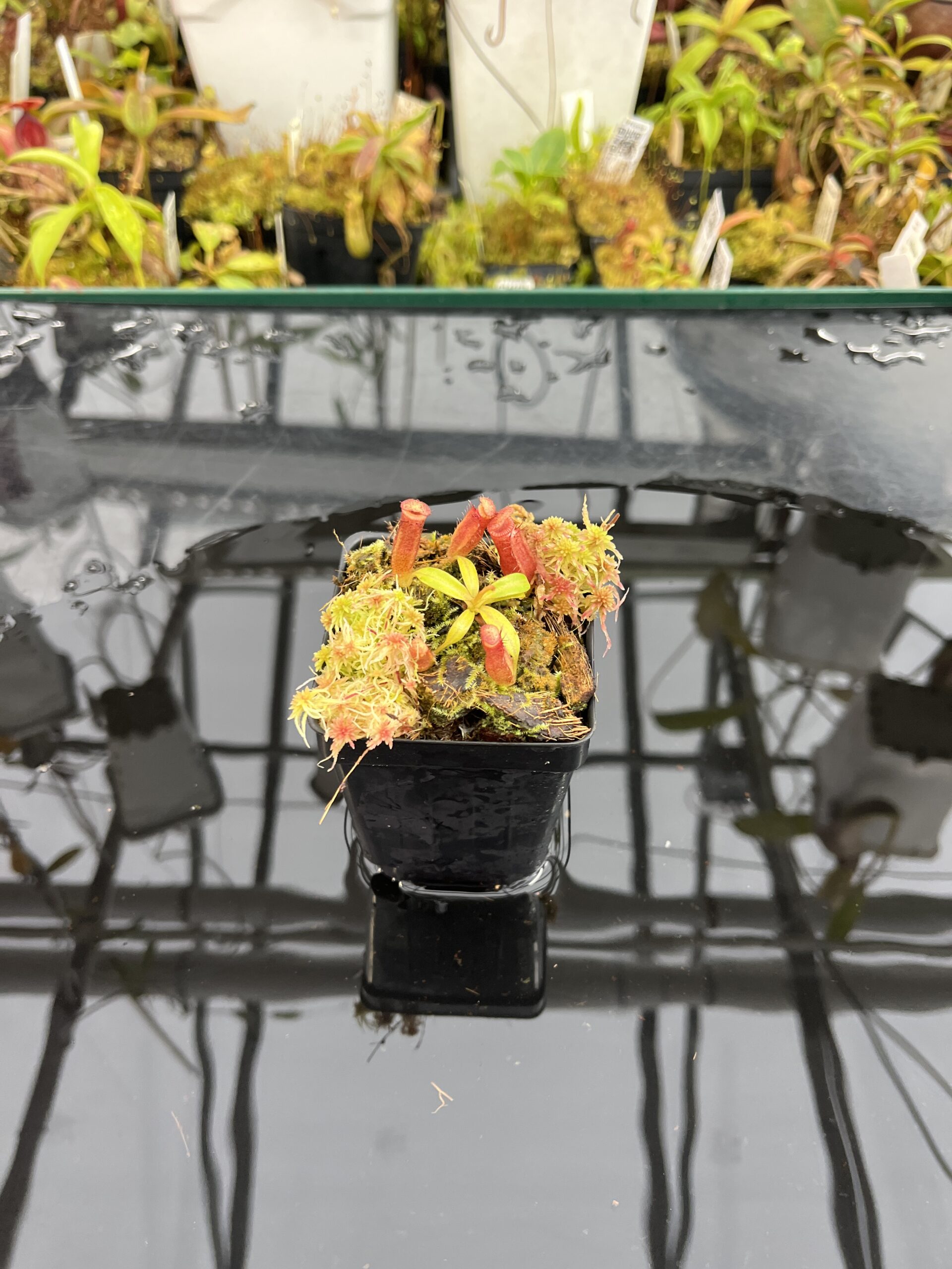 Wide Angle of Nepenthes (veitchii x lowii) x edwardsiana | Florae Collaborative | FC-122.01 | H25771