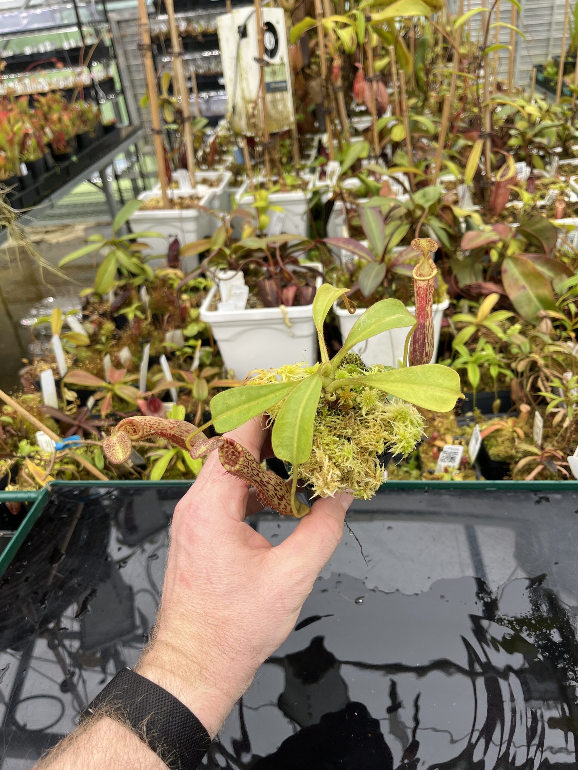 Wide Angle of Nepenthes (veitchii x lowii) x platychila | Borneo Exotics | BE-3920 | IN25808