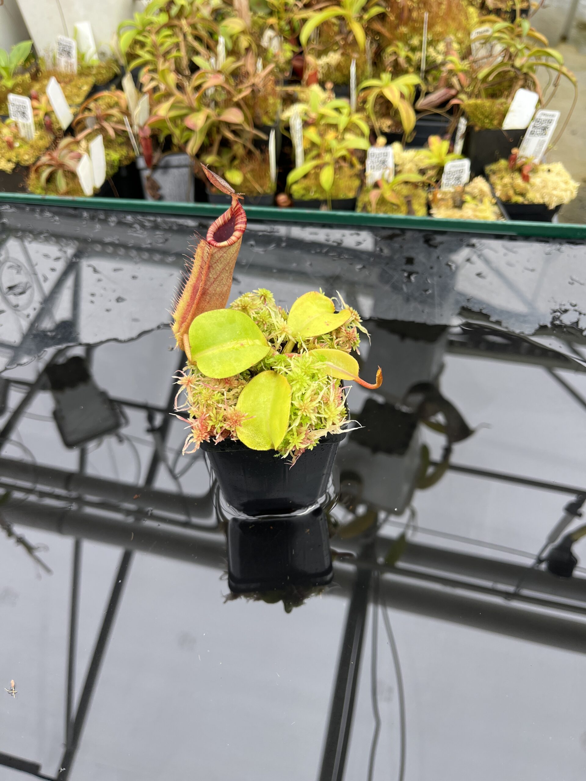 Wide Angle of Nepenthes (veitchii x lowii) x robcantleyi | Borneo Exotics | BE-4602 | IN25850