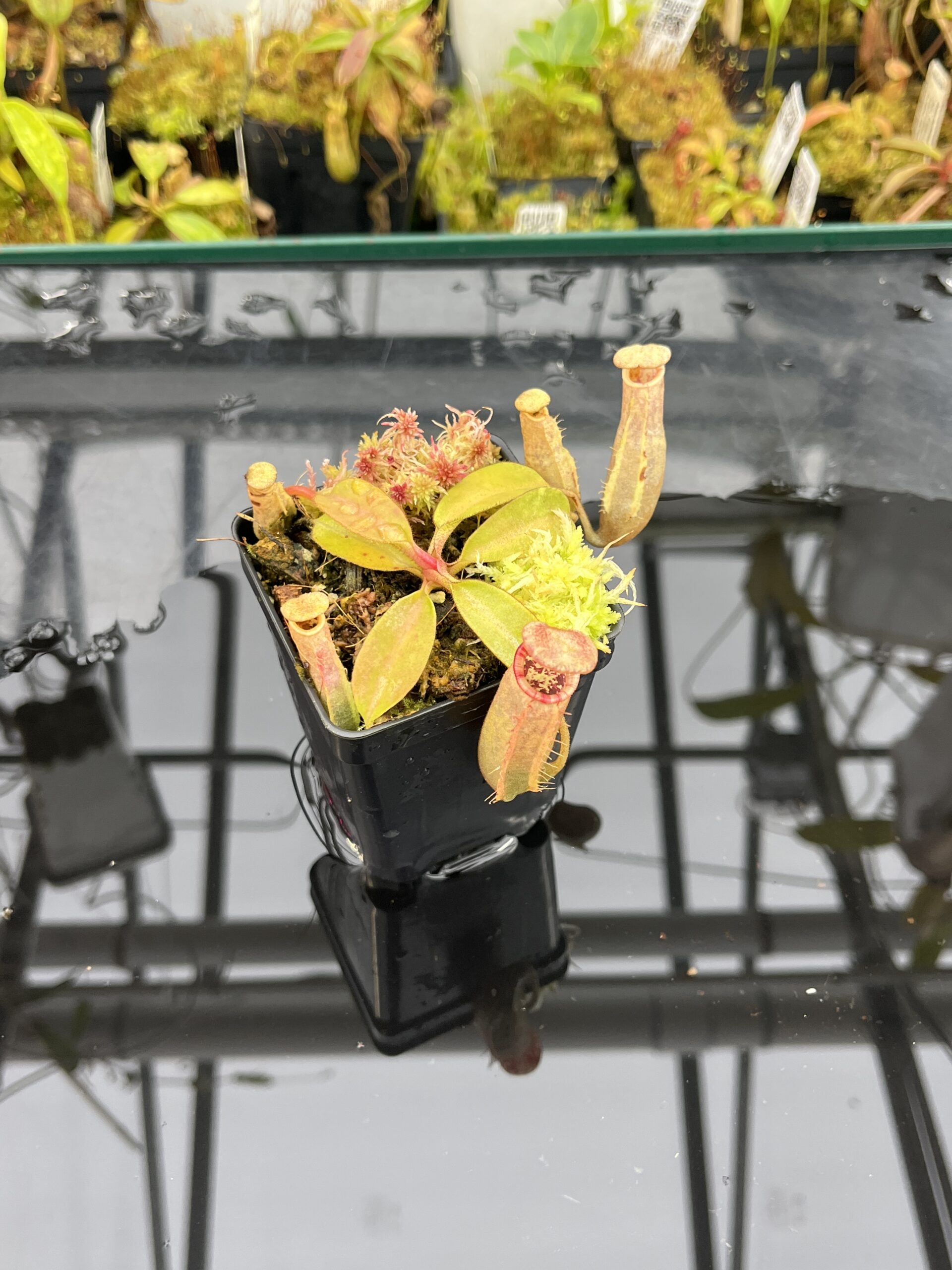 Wide Angle of Nepenthes (veitchii x lowii) x (spathulata x campanulata) | Florae | Clone 3 | Florae Collaborative | FC-208.03 | IN25770