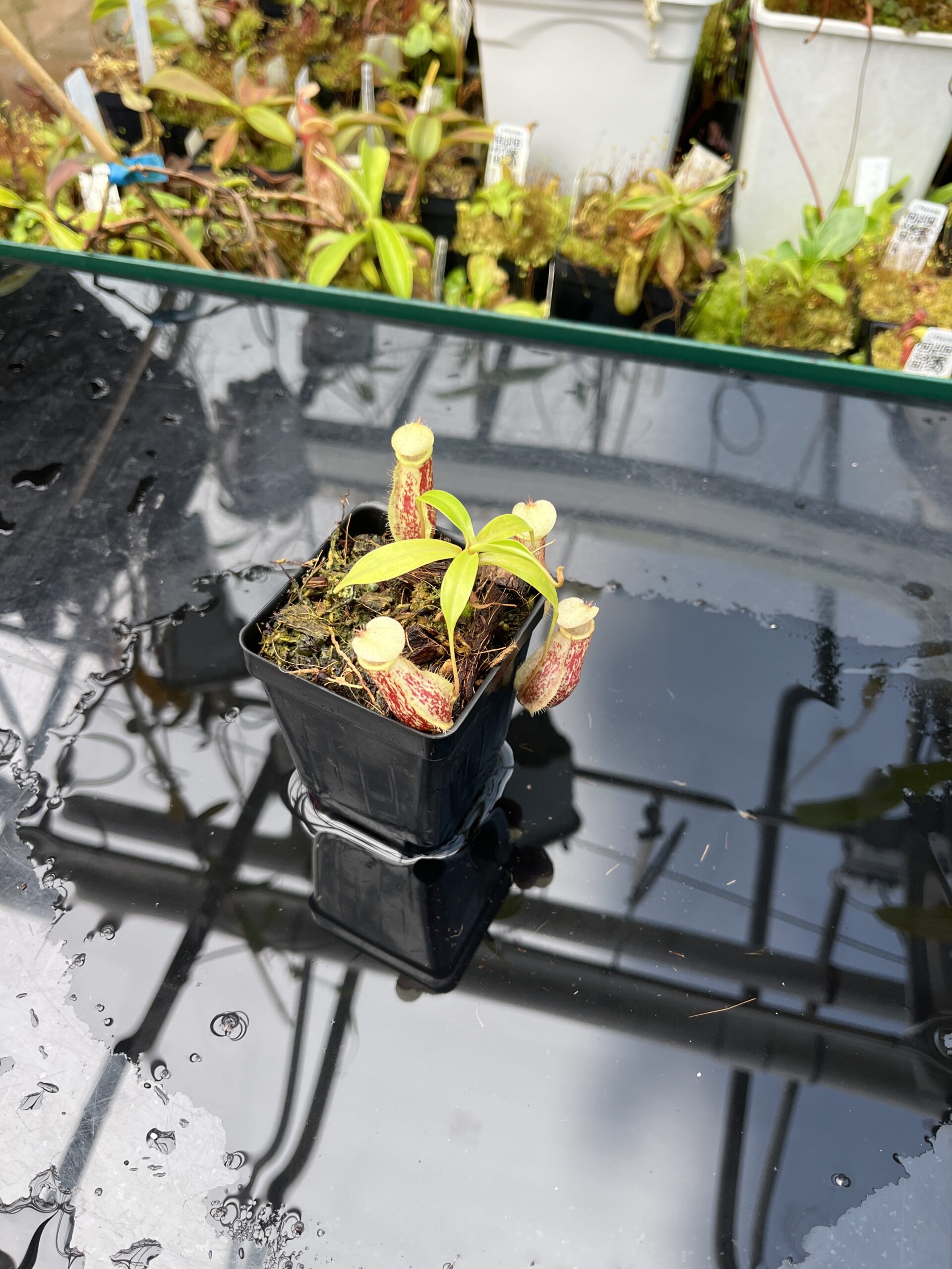 Wide Angle of Nepenthes ventricosa x rafflesiana | Borneo Exotics | BE-3733 | IN25661