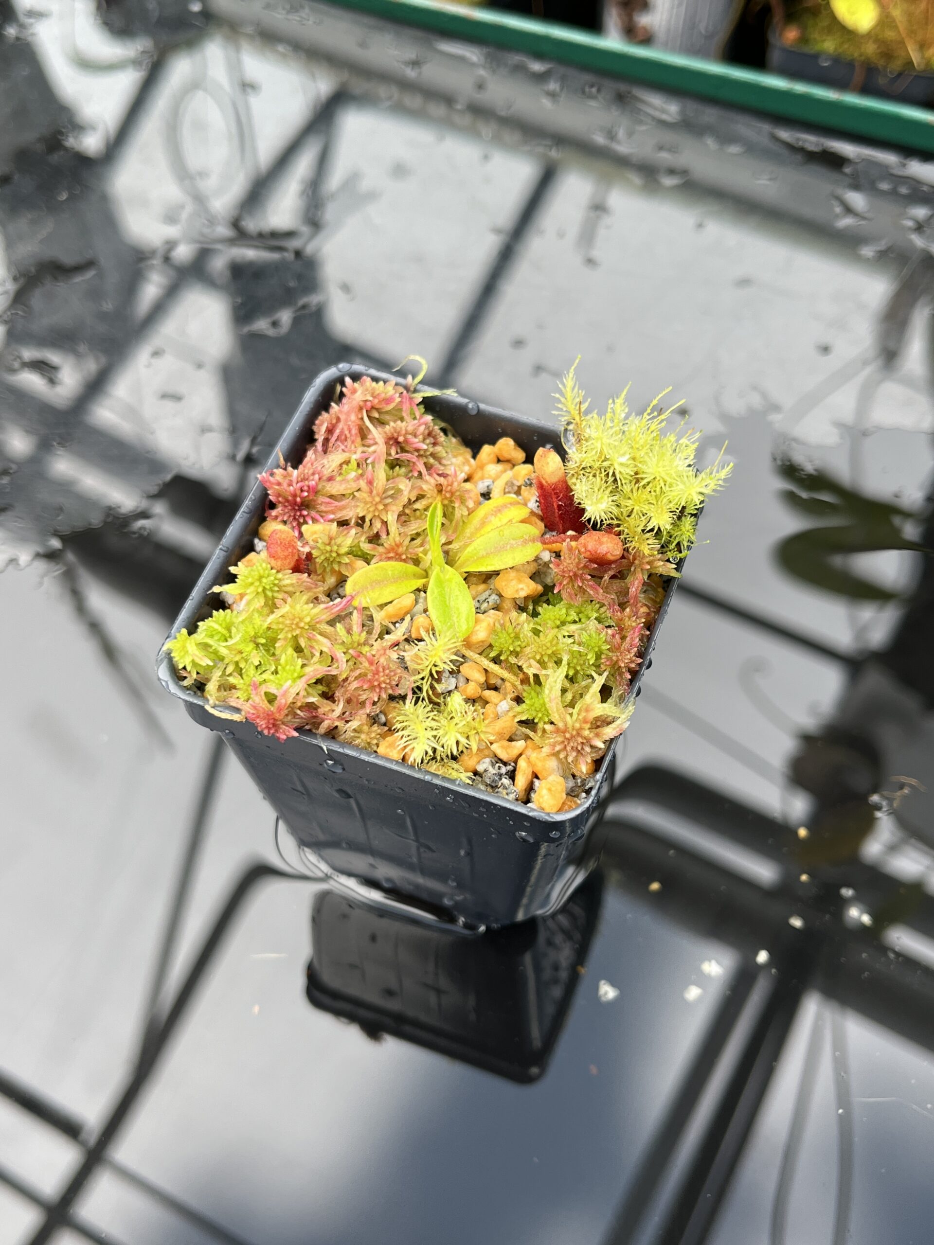Wide Angle of Nepenthes villosa (Mt. Kinabalu, Borneo) | Andreas Wistuba | AW-09 | H25872