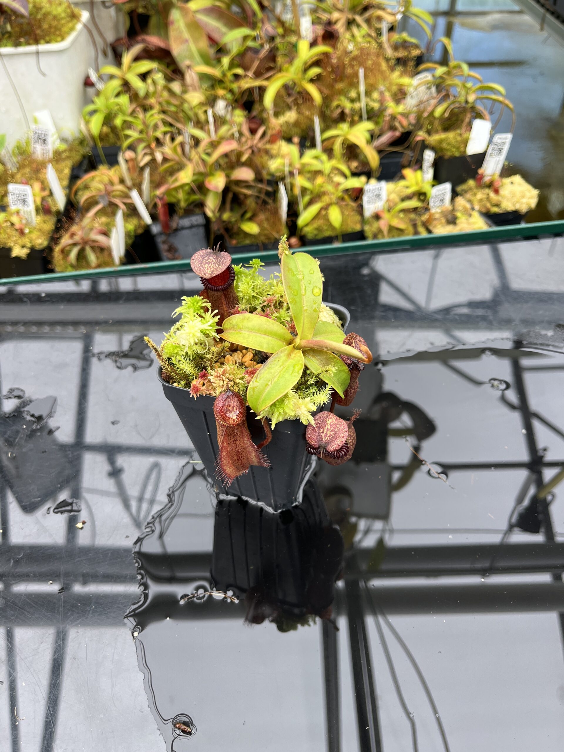 Wide Angle of Nepenthes villosa x hamata | Borneo Exotics | BE-4099 | H25865